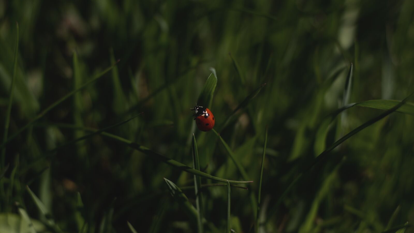 YN50mm f/1.8 II sample photo. Ladybird, red, ladybug photography