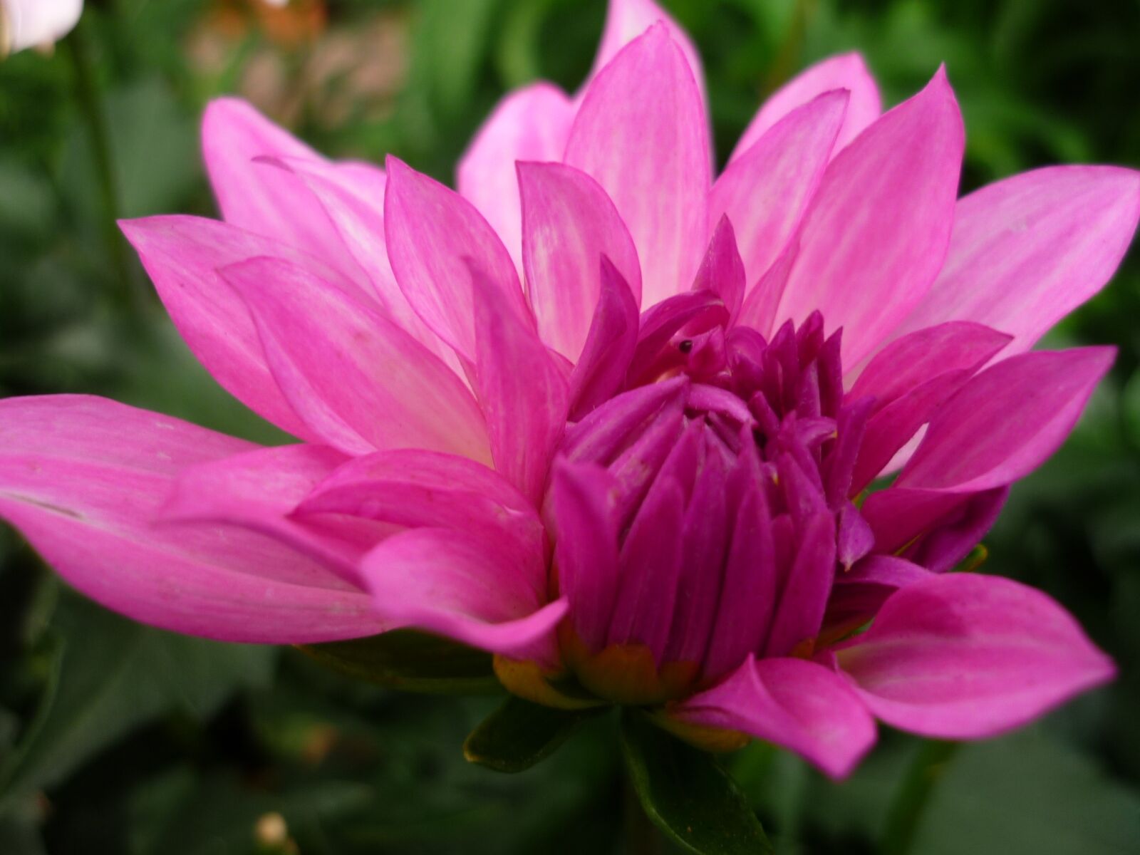 Panasonic Lumix DMC-FS6 sample photo. Dahlia, nature, pink photography