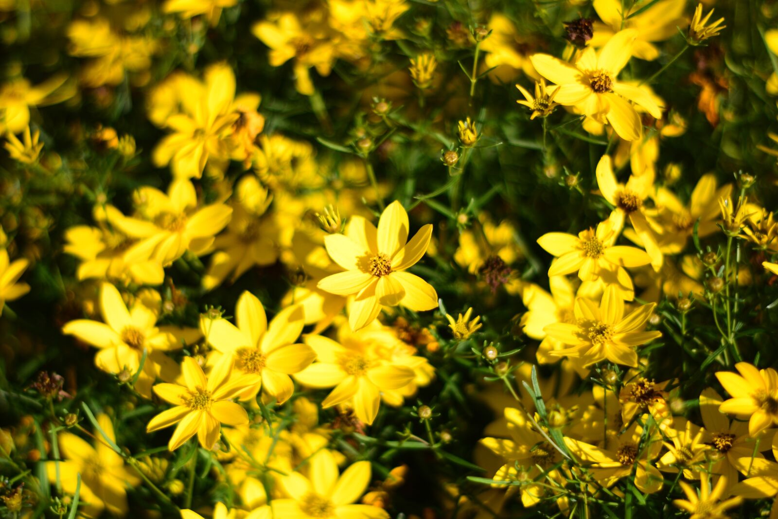 Nikon D5600 sample photo. Yellow flowers, bloom, blossom photography
