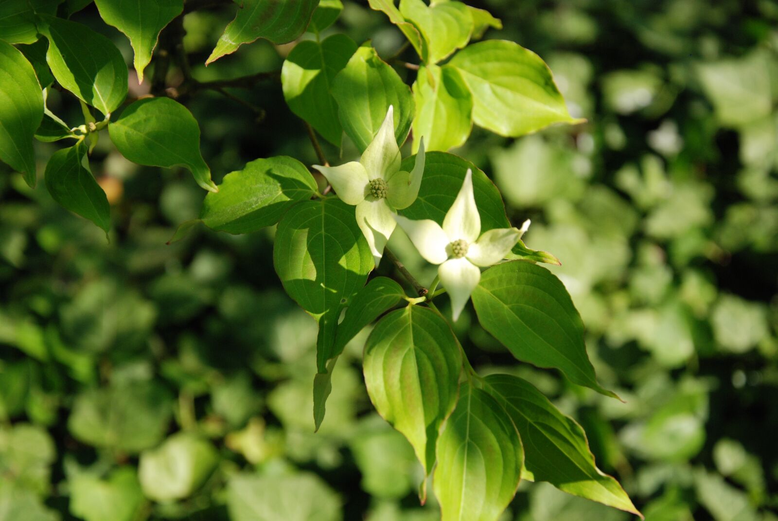Nikon D80 sample photo. Green, macro, nature photography