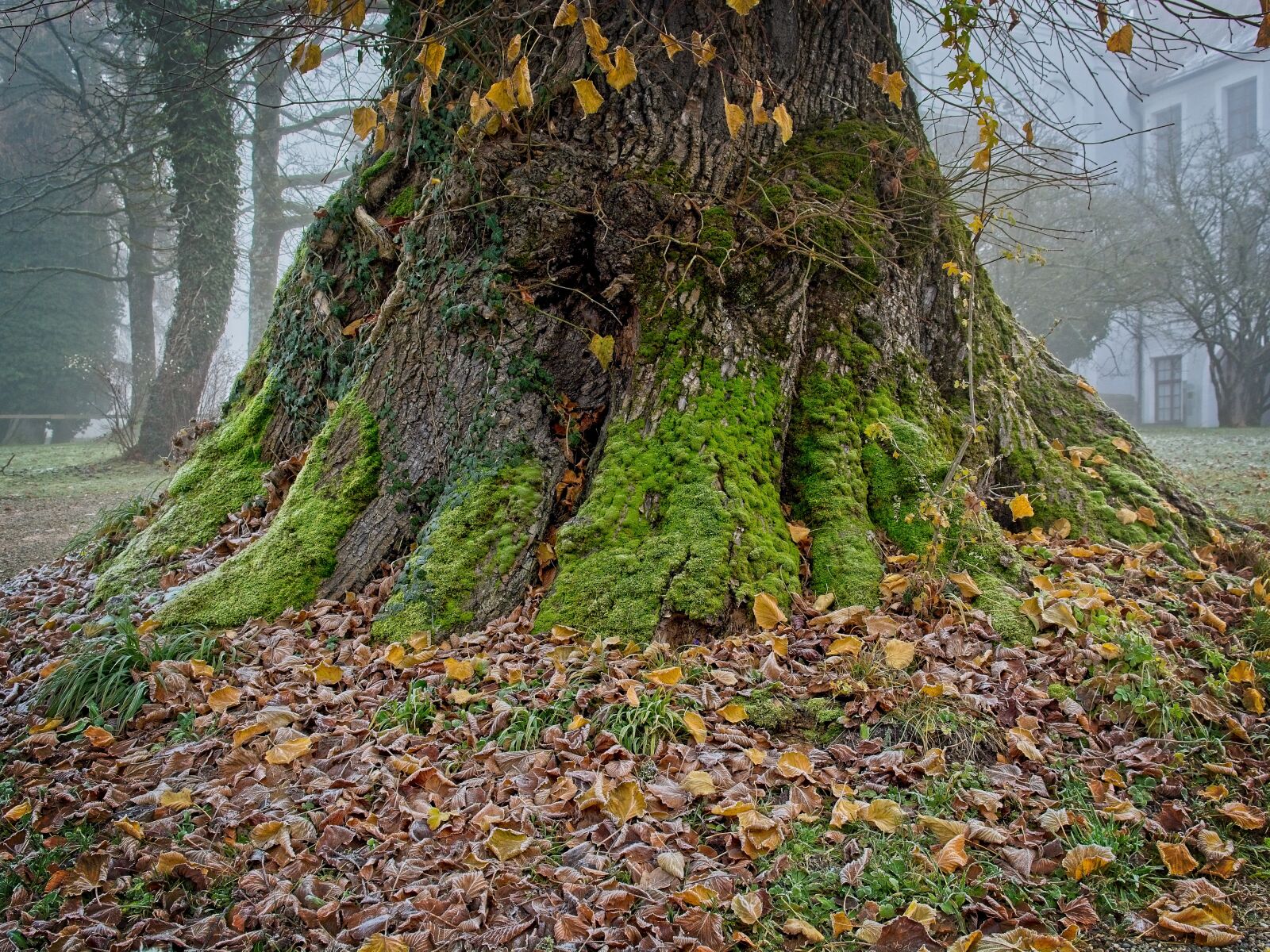 Nikon D7100 sample photo. Tree root, root, tree photography