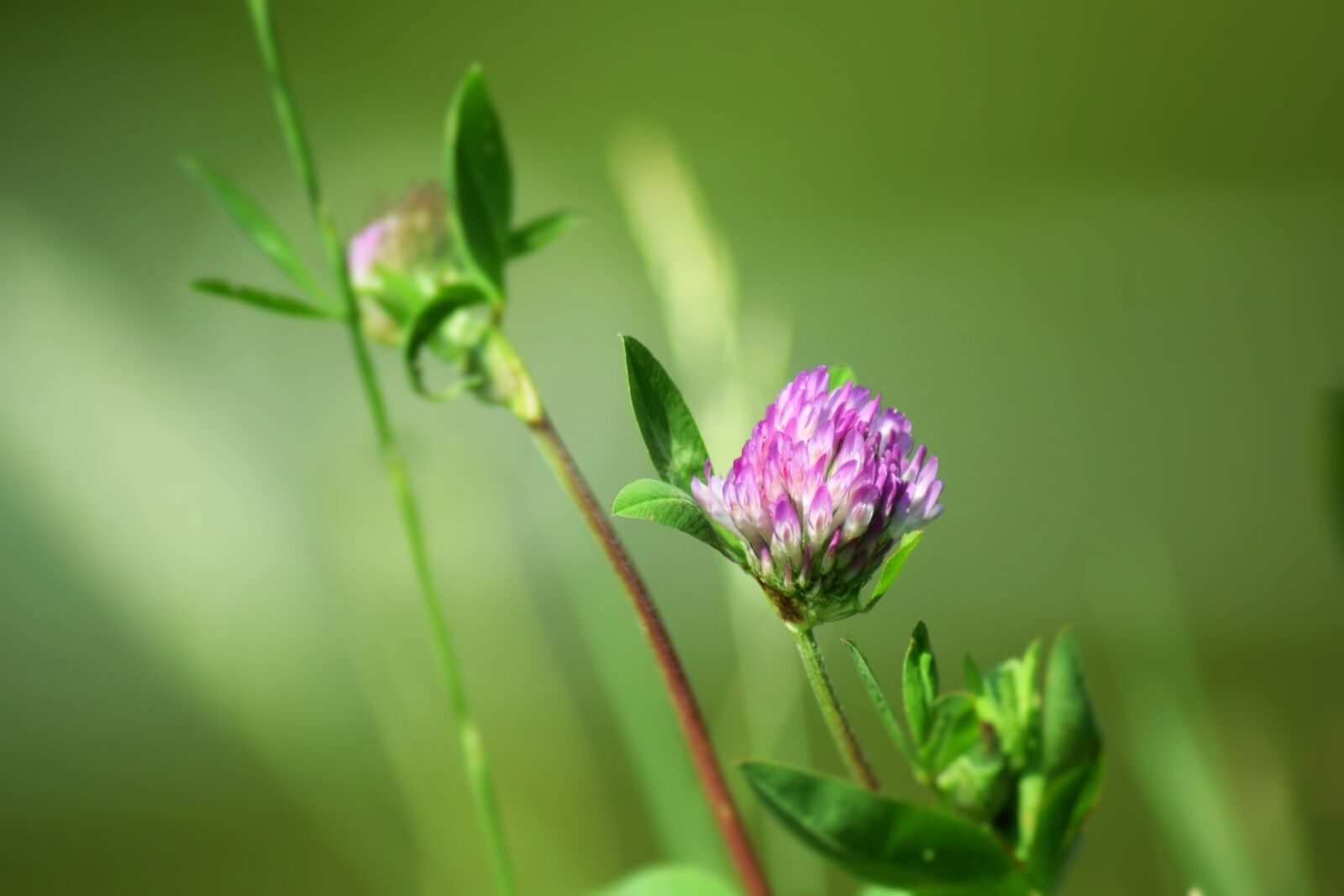 Nikon D3300 sample photo. Red clover, flower, clover photography