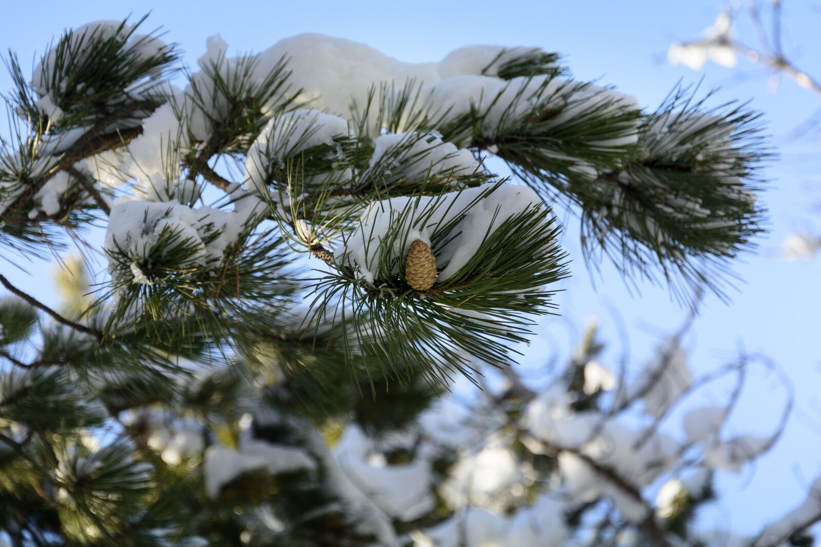 Nikon D7100 sample photo. Winter, snow, branch photography