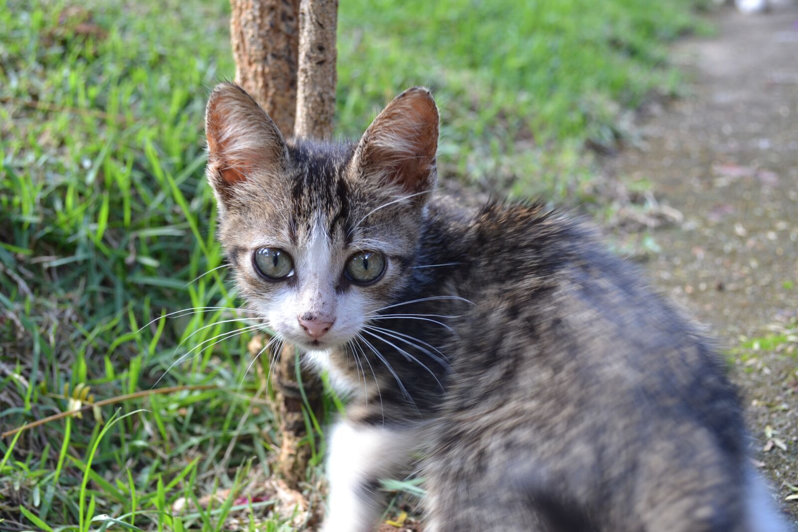 Nikon D3100 sample photo. Cat, animal, gray photography