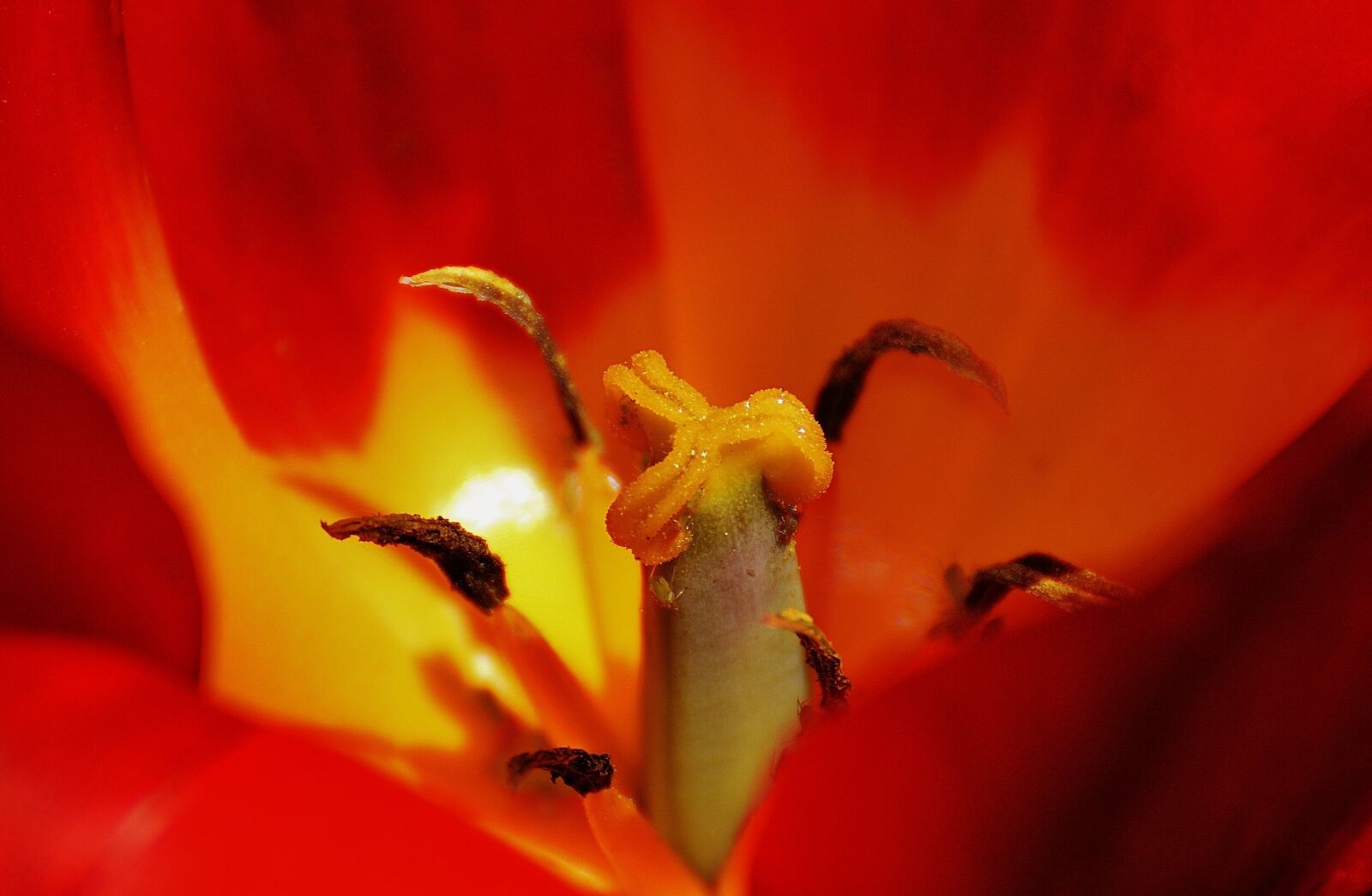 Nikon D3200 sample photo. Tulip, close up, red photography