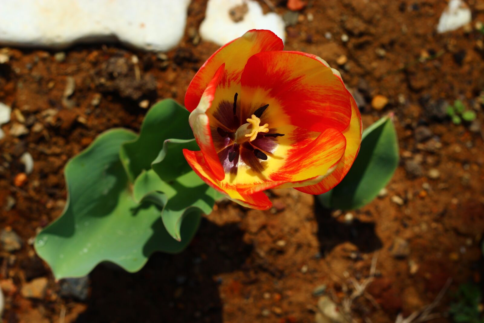Canon EOS 600D (Rebel EOS T3i / EOS Kiss X5) + Canon EF 50mm F1.8 II sample photo. Tulips, flower, konya photography