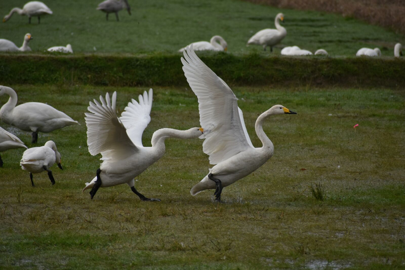 Nikon D7200 sample photo. Animal, paddy field, waterside photography