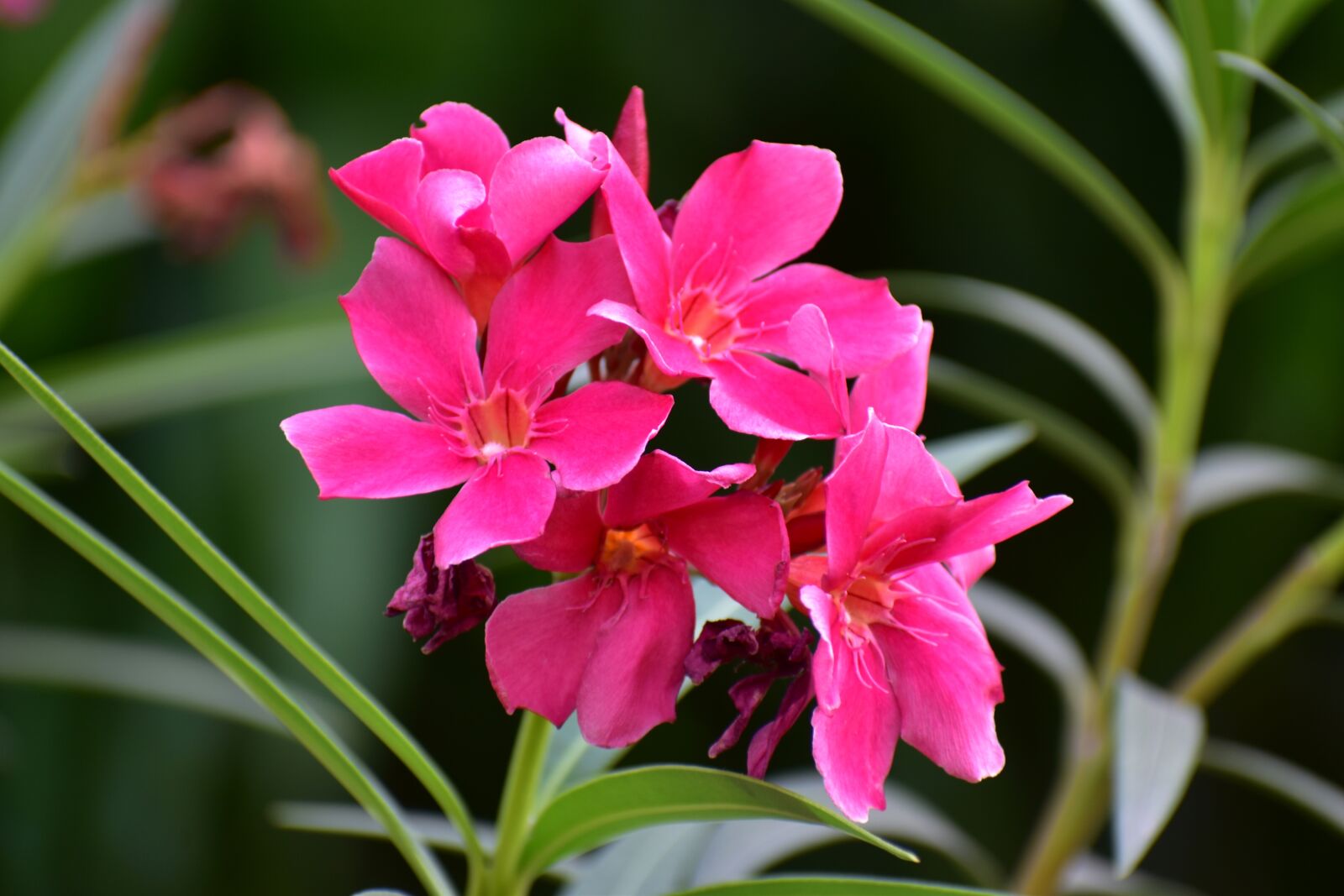 Nikon D5600 sample photo. Desert rose, sabi star photography
