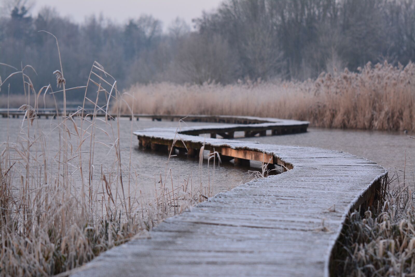 Nikon D7100 sample photo. Nature, frost, winter photography