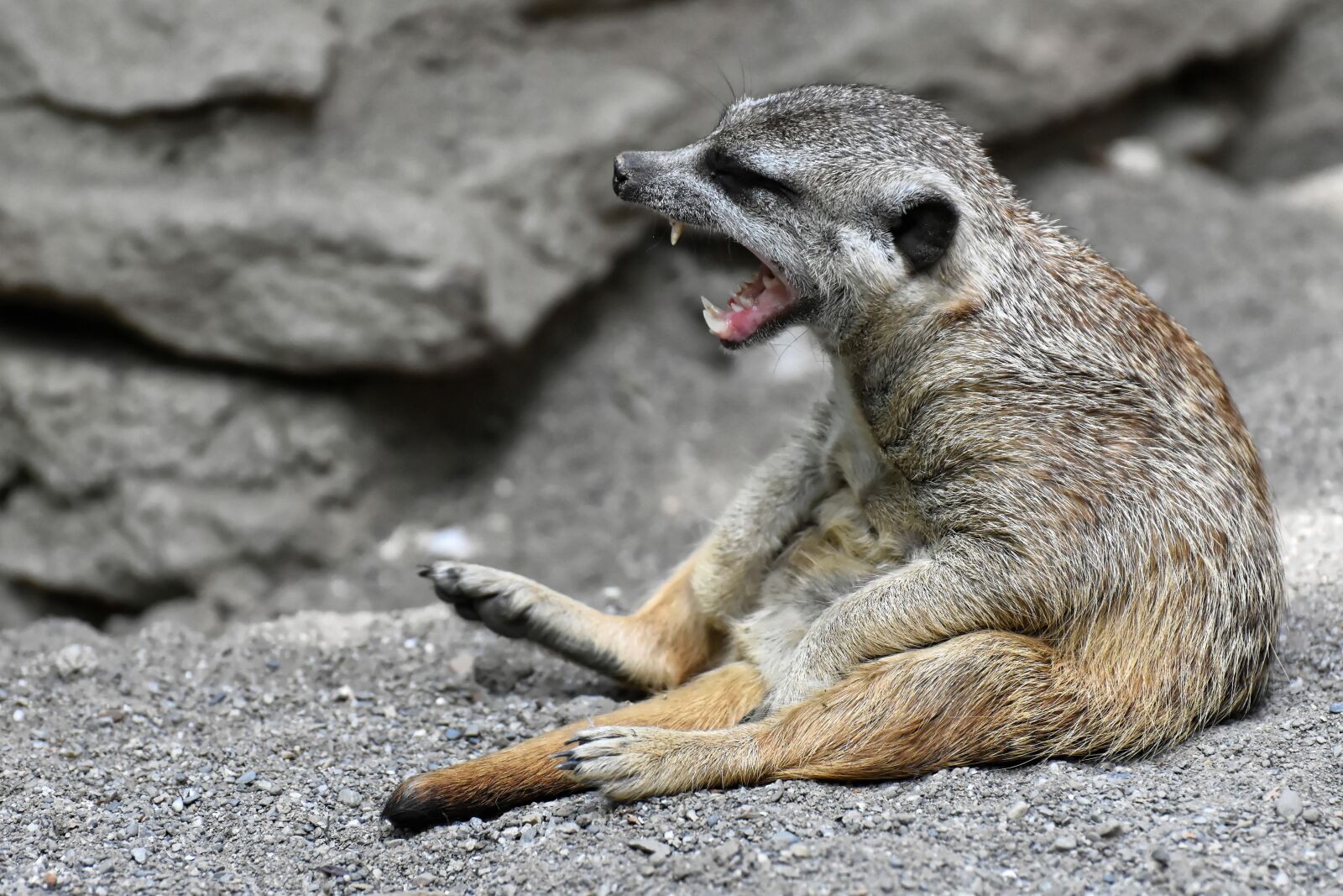 Nikon D7200 sample photo. Meerkat, animal, nature photography