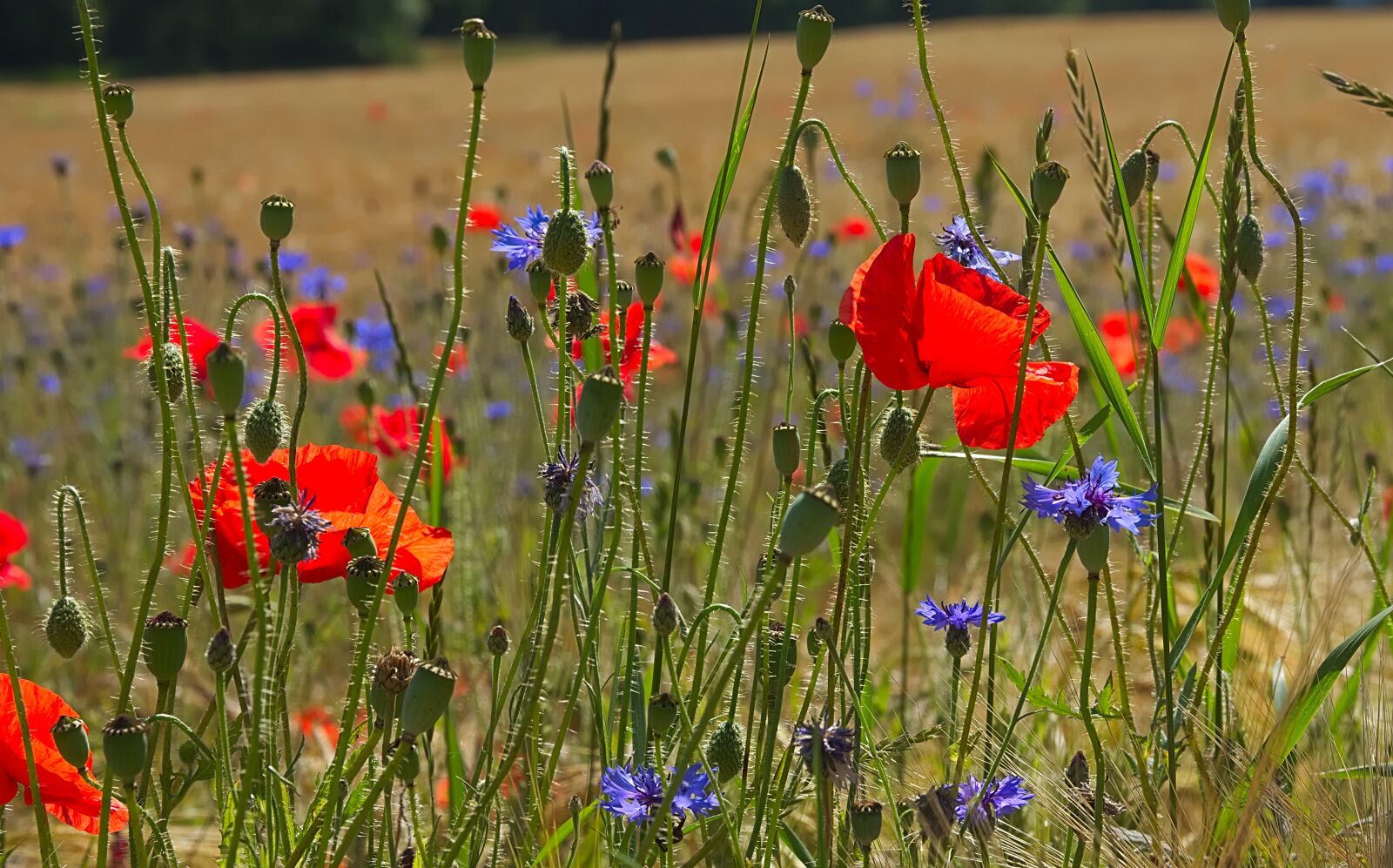 Nikon D7200 sample photo. Poppy, cornflowers, wild flowers photography