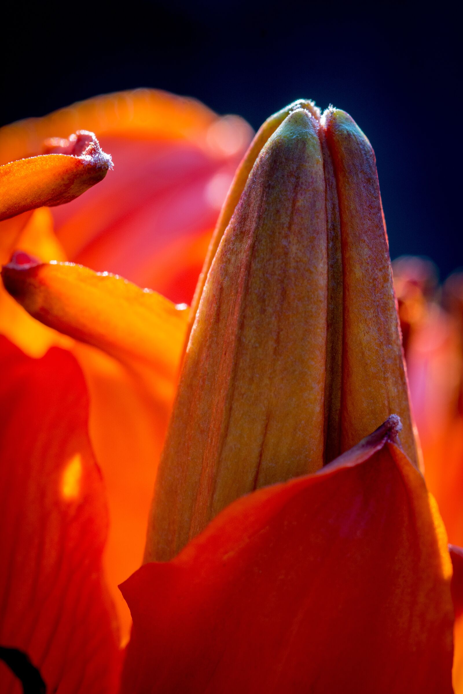 Nikon D7100 sample photo. Fire-lily, lilium bulbiferum, bud photography
