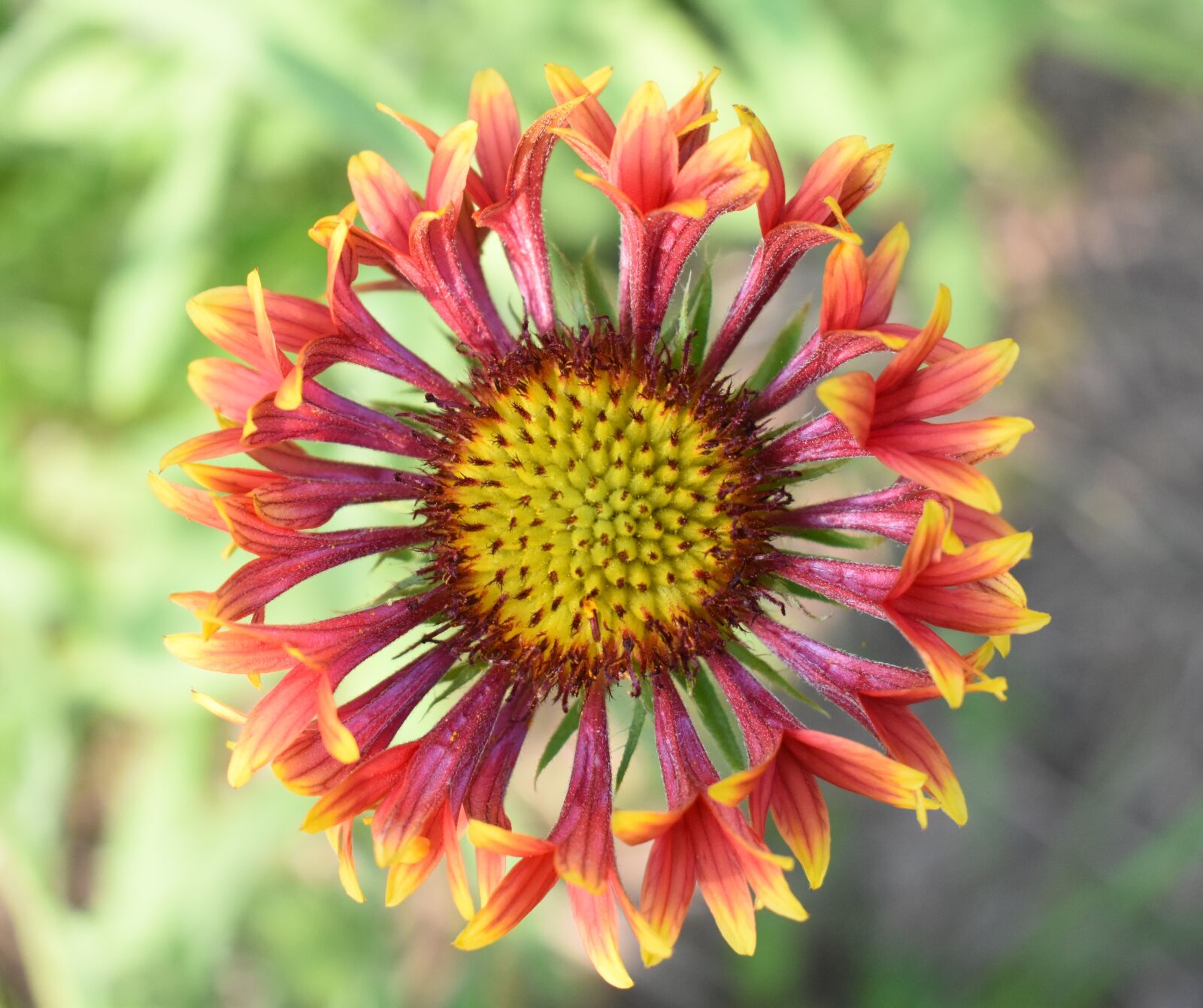 Nikon D5500 sample photo. Gaillardia, flower, red and photography
