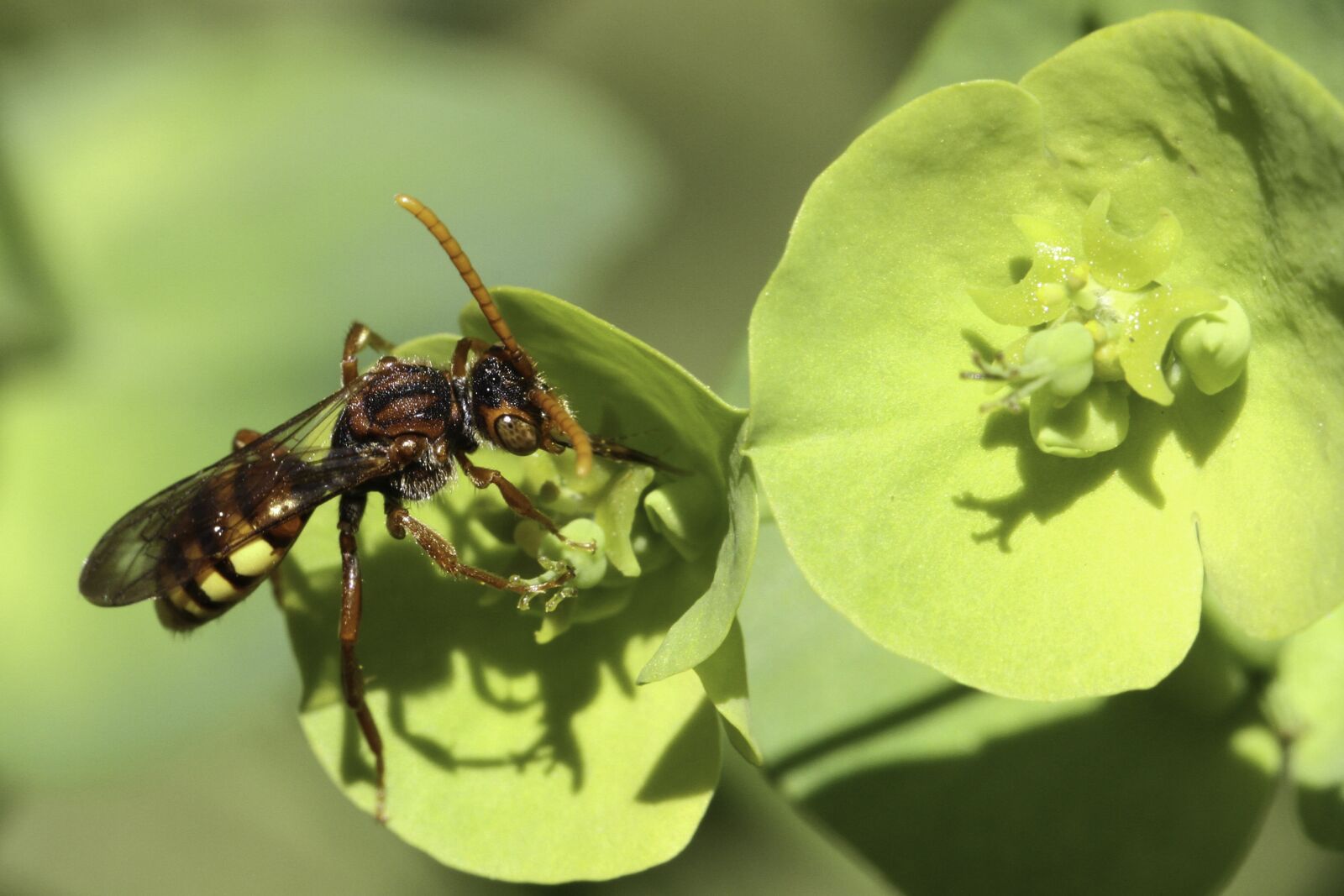 Canon EOS 7D sample photo. Wasp, insect, plants photography