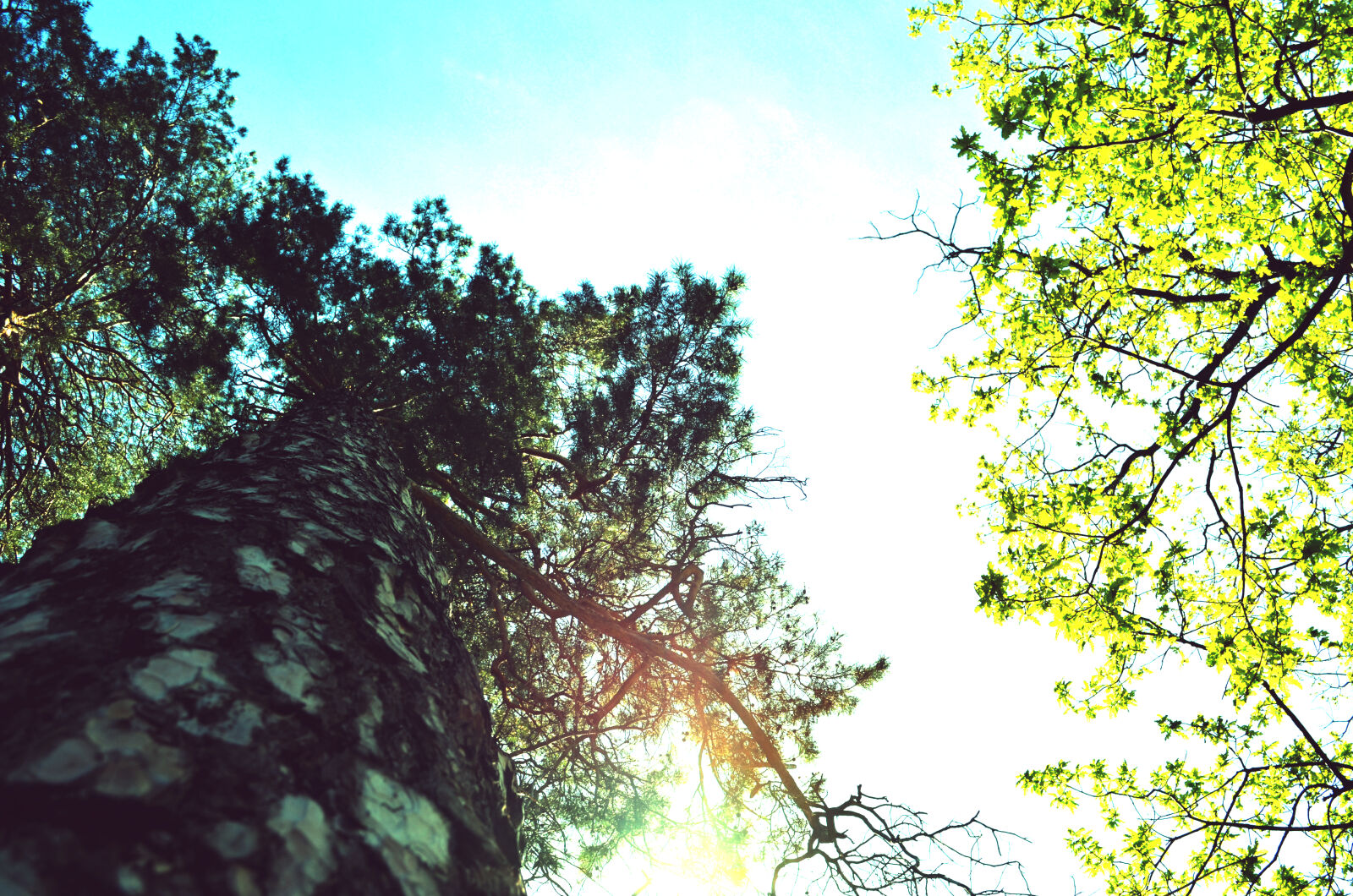 Nikon D5100 sample photo. Forest, sky, trees photography