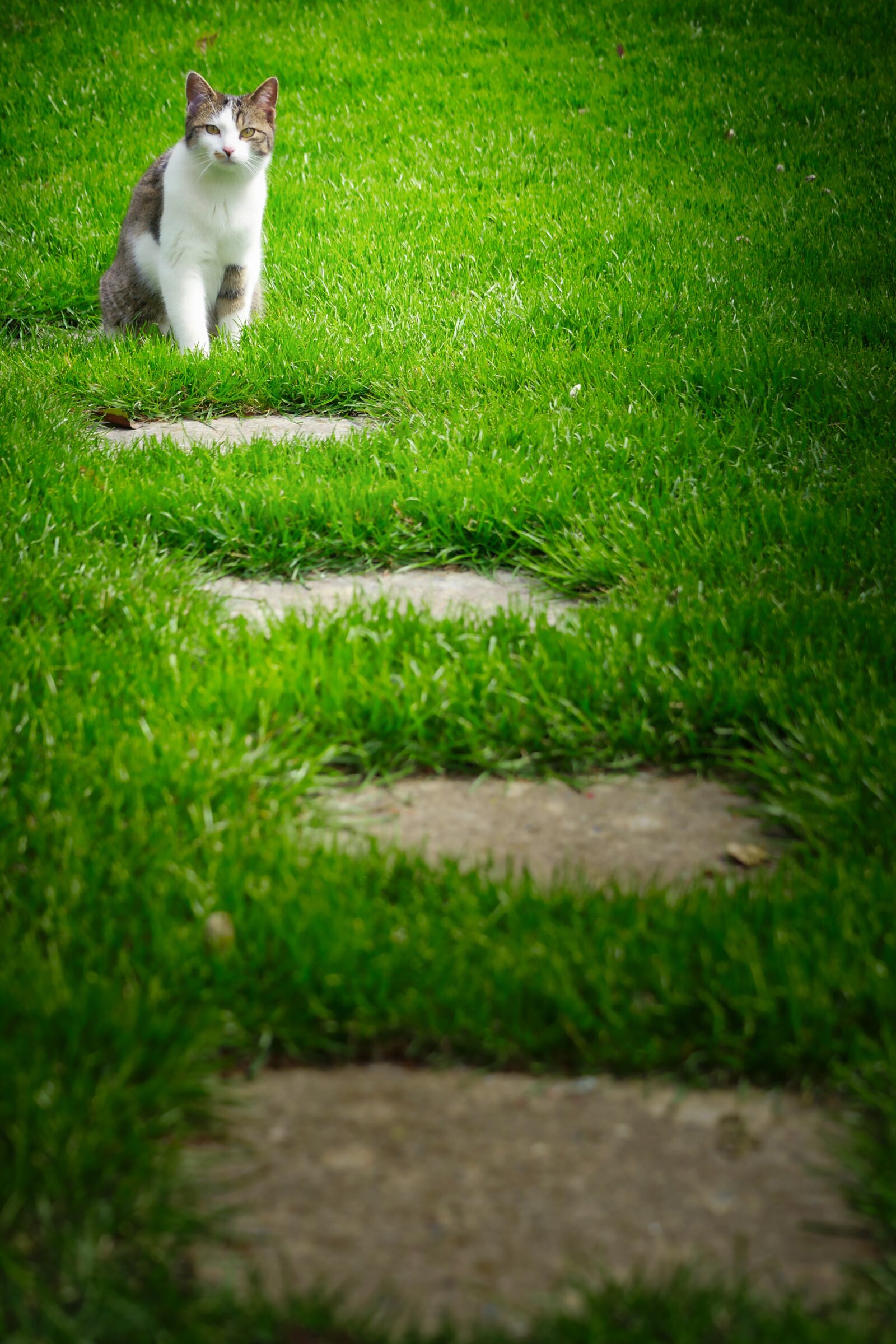 Panasonic Lumix DMC-GX8 sample photo. Cat, grass, green photography