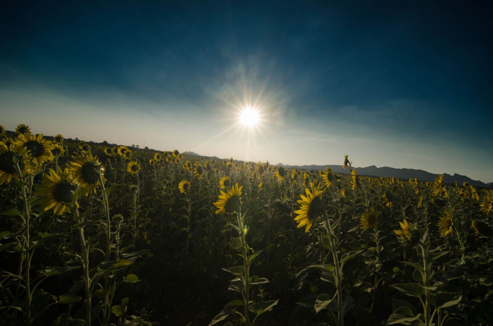 Nikon D7000 sample photo. Sun flower, sunset, khao photography