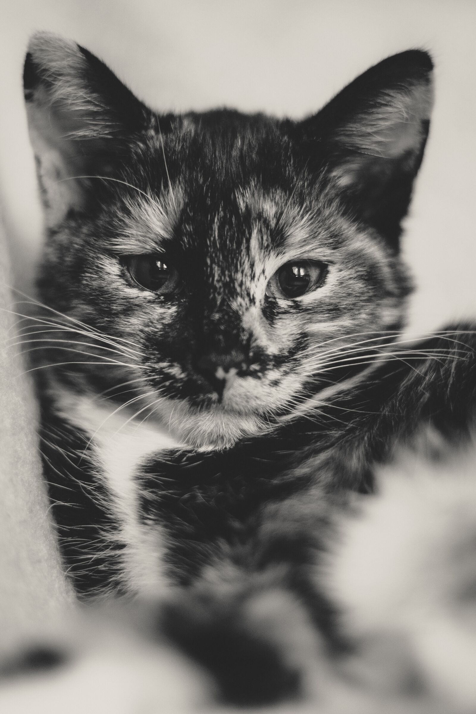 Canon EOS 700D (EOS Rebel T5i / EOS Kiss X7i) + Canon EF 50mm F1.8 STM sample photo. Cat, lucky cat, domestic photography