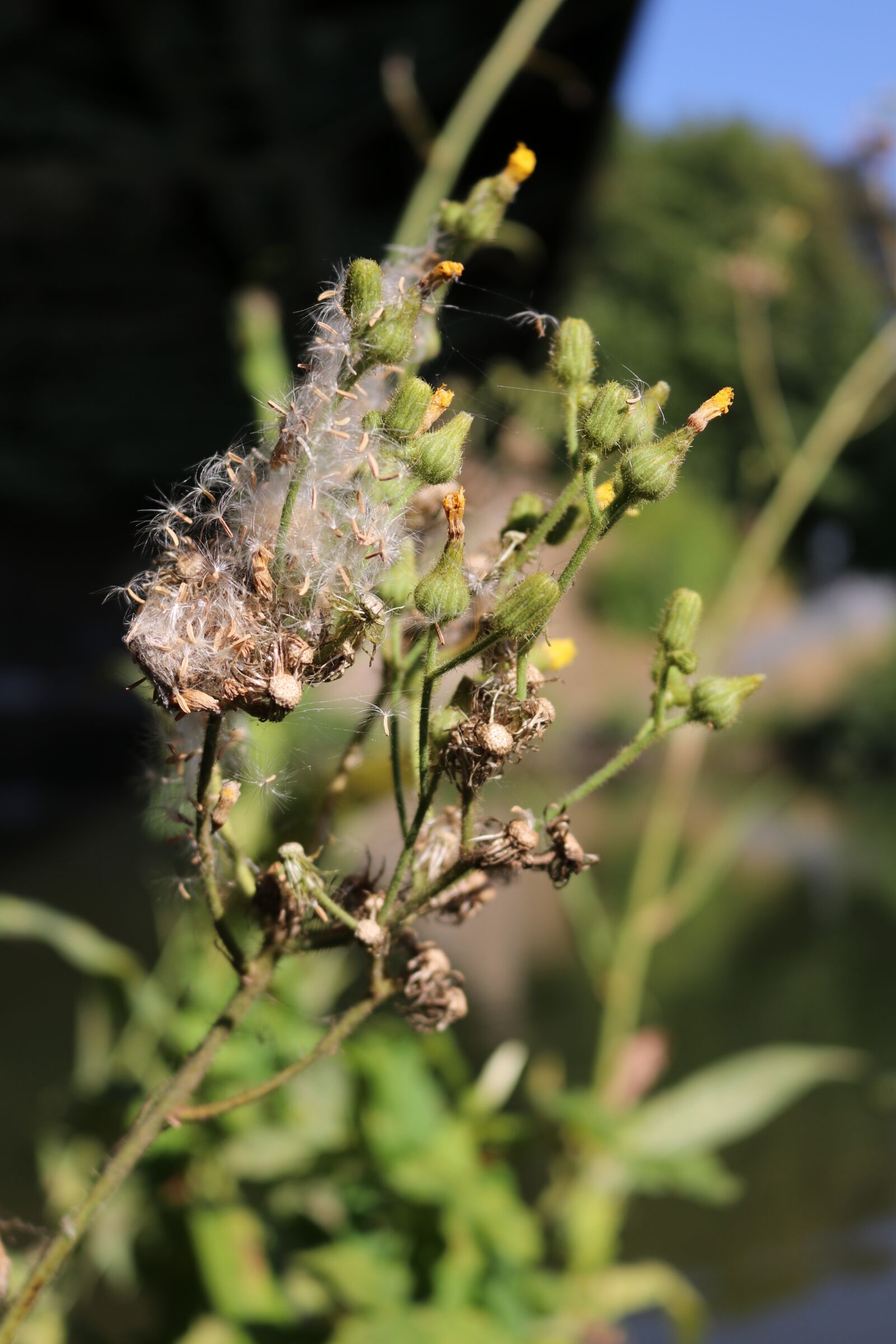Canon EOS 80D sample photo. Riverside, plant, flora photography