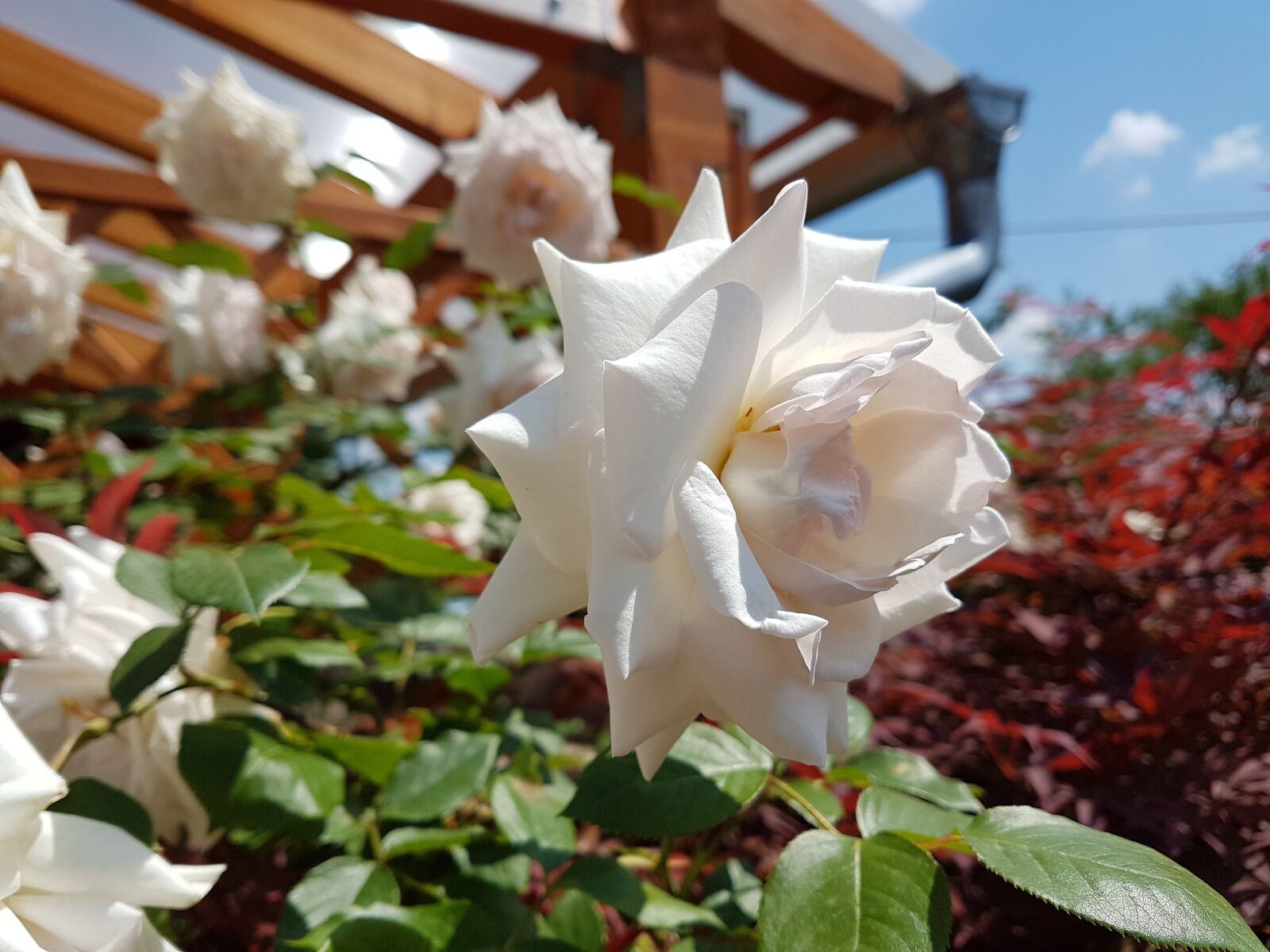 Samsung Galaxy S7 Edge sample photo. Rose, white, flower photography