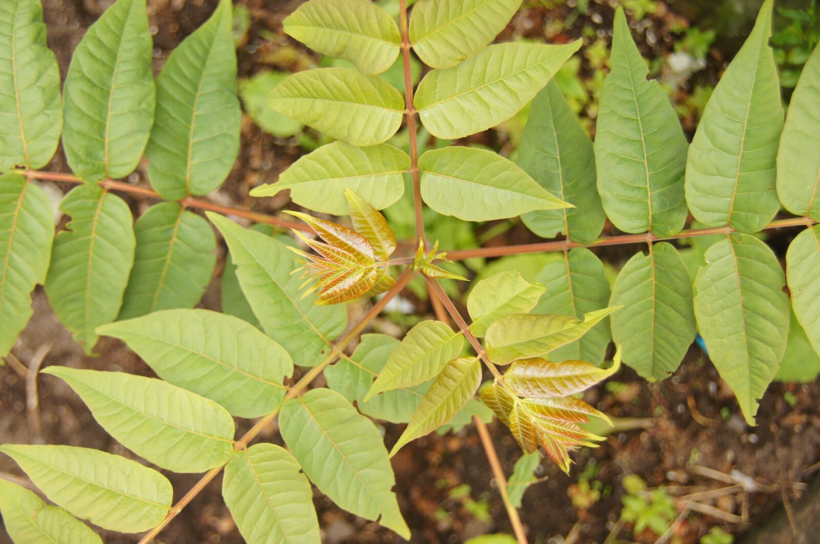 Sony DT 18-250mm F3.5-6.3 sample photo. Toona sinensis, edible, leaves photography
