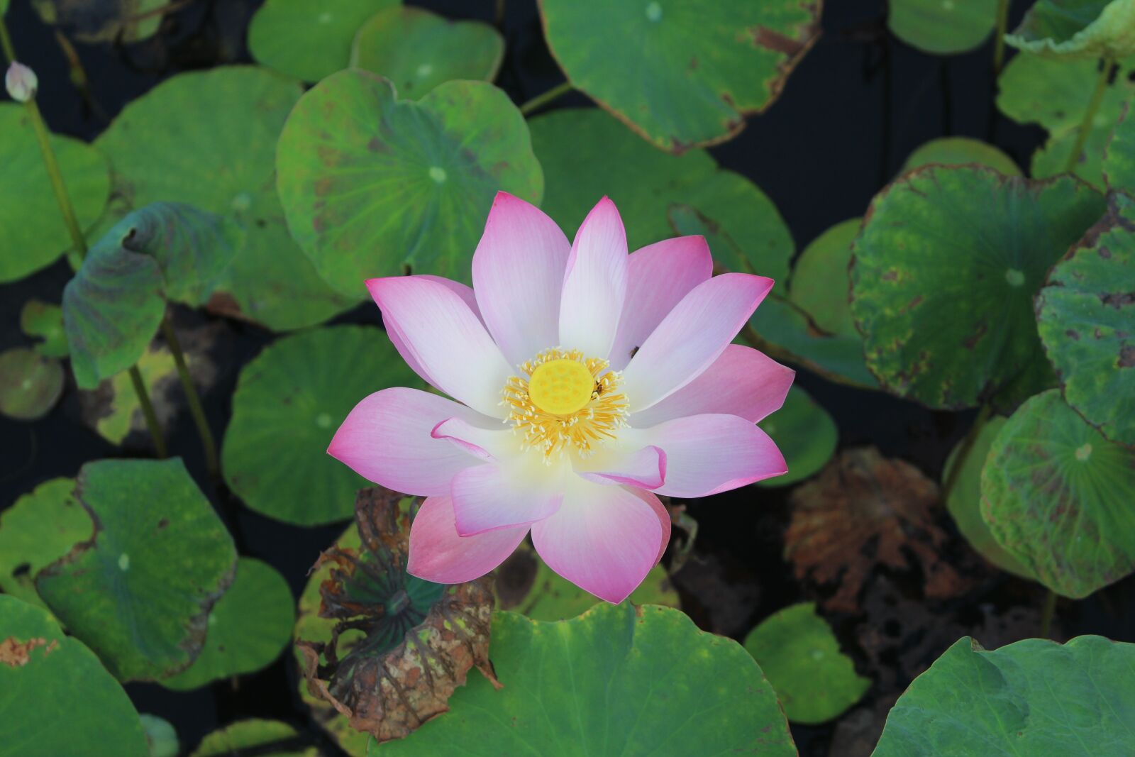Canon EOS 700D (EOS Rebel T5i / EOS Kiss X7i) sample photo. Lotus, flower, nature photography