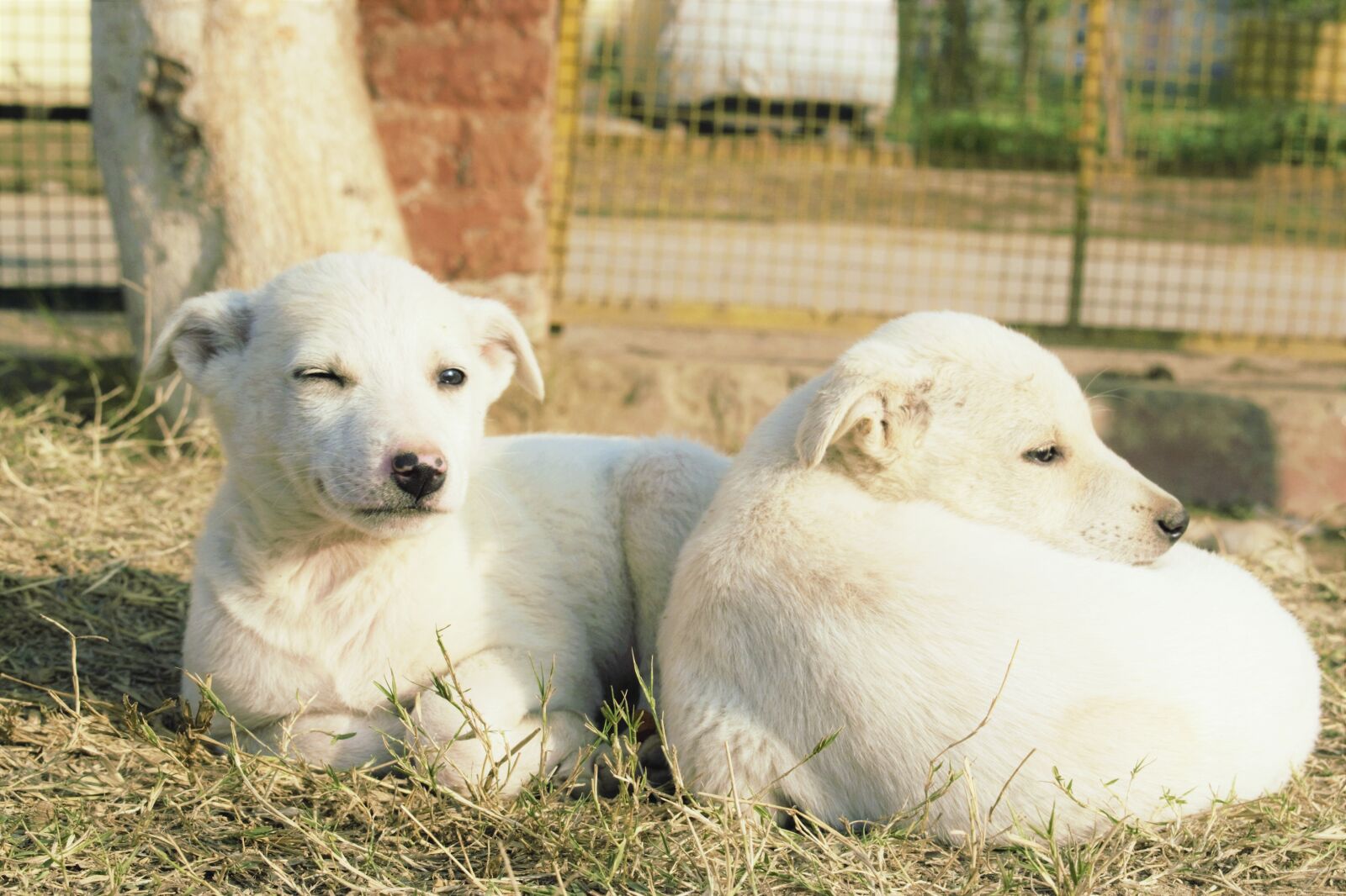 Nikon D3300 sample photo. Dog easter, good morning photography