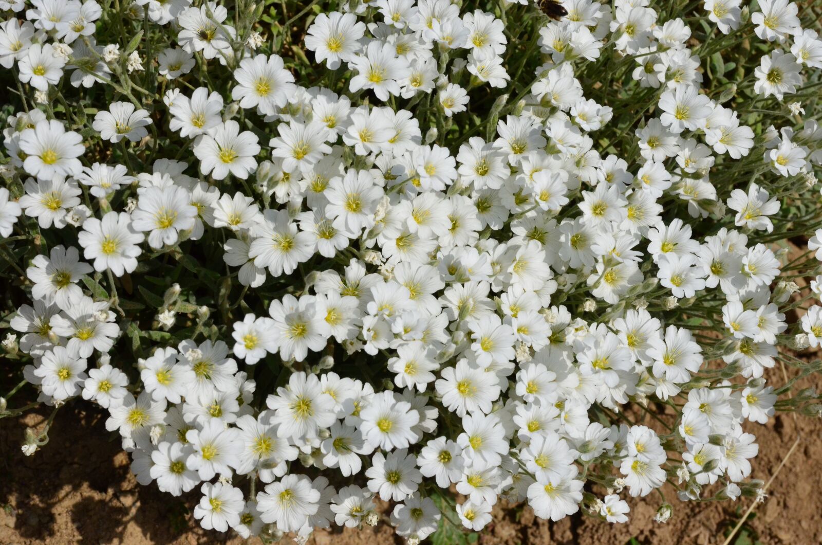 Nikon D5100 sample photo. Nature, flower, plant photography