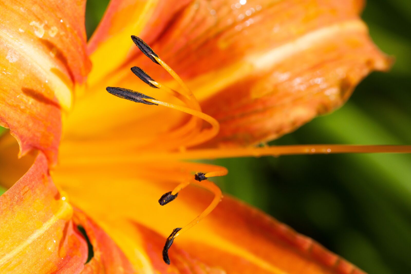 Canon EOS 50D sample photo. Daylily, hemerocallis, day lily photography