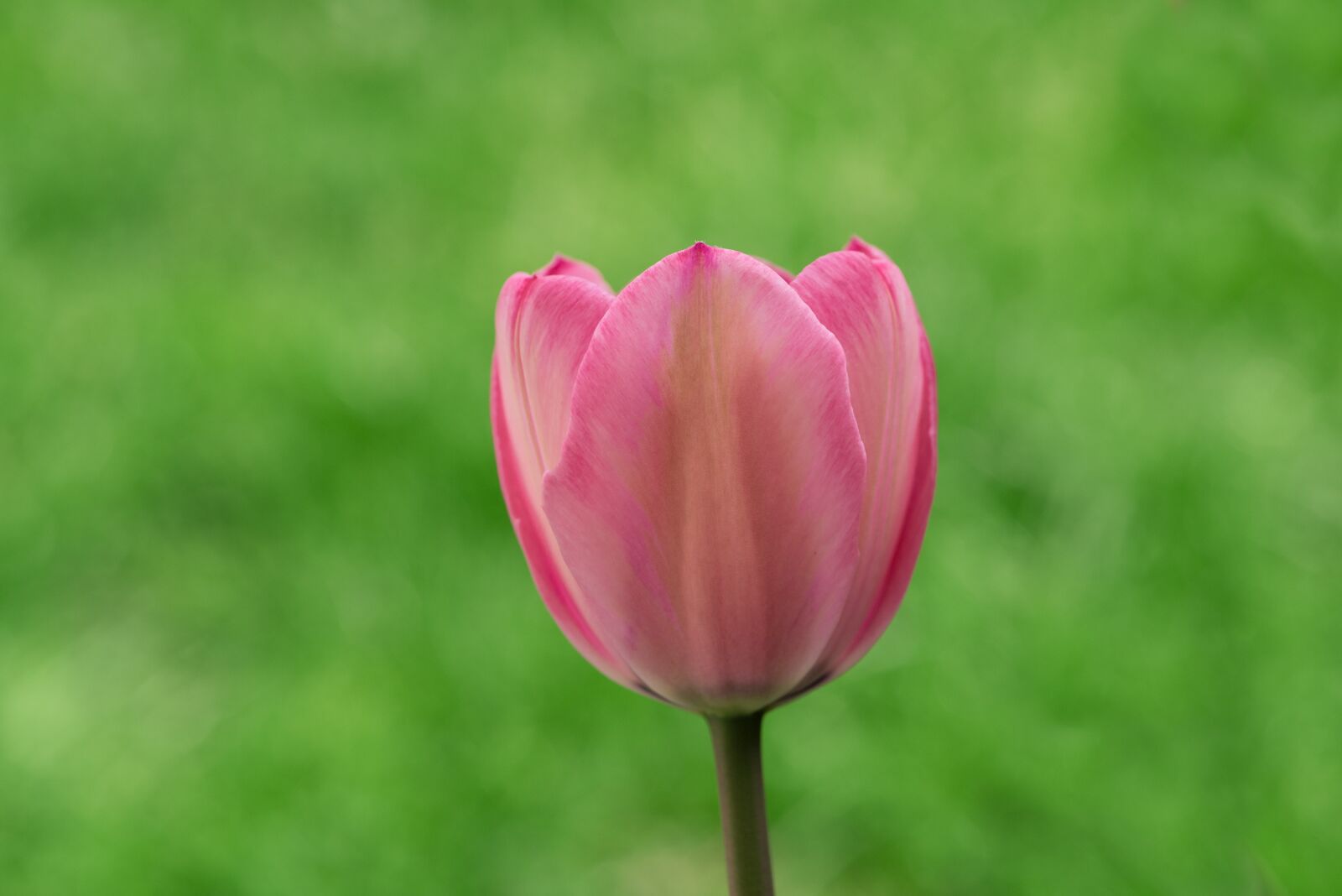 Nikon D750 sample photo. Tulip, flower, blossom photography