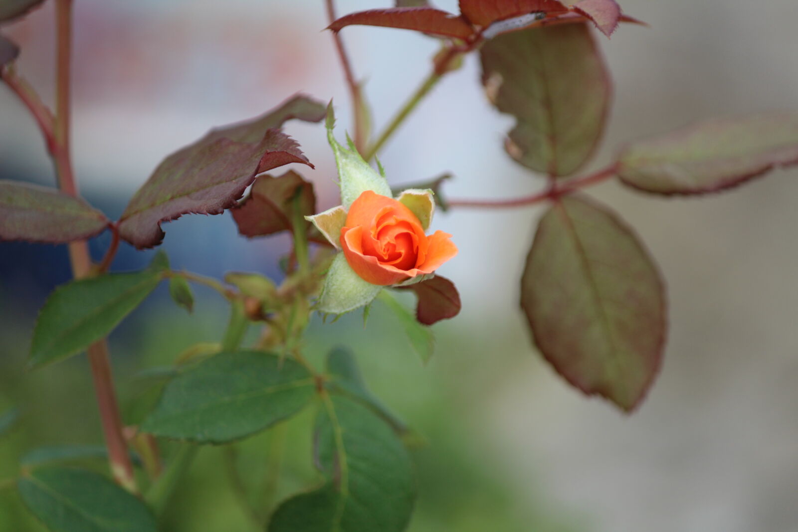 Canon EOS 1200D (EOS Rebel T5 / EOS Kiss X70 / EOS Hi) sample photo. Farm, flower, garden, rose photography