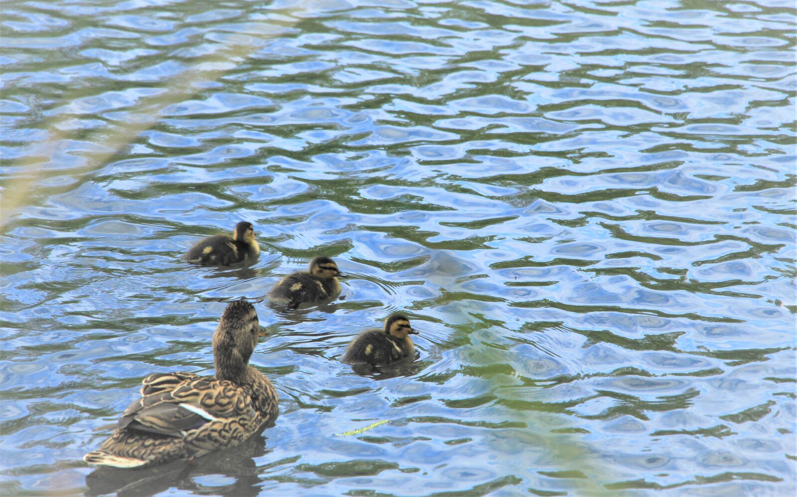 Canon EOS 4000D (EOS Rebel T100 / EOS 3000D) sample photo. Mallards, female mallards, mallard photography