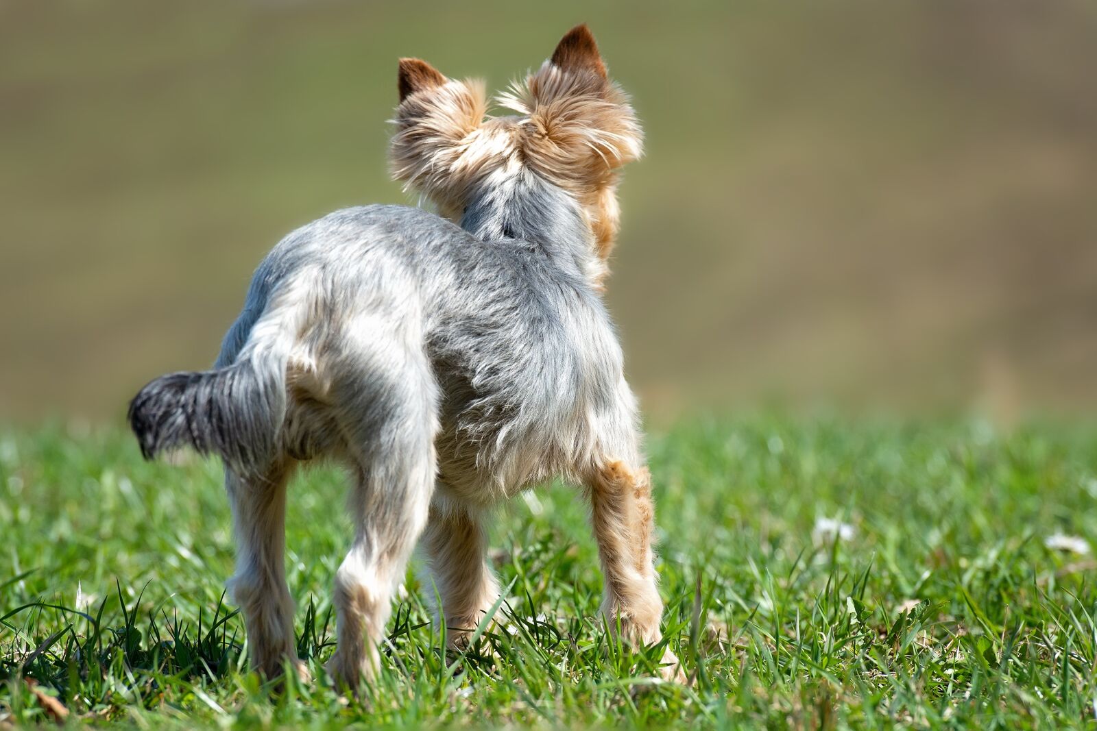 Nikon D7100 sample photo. Dog, small meadow, grass photography