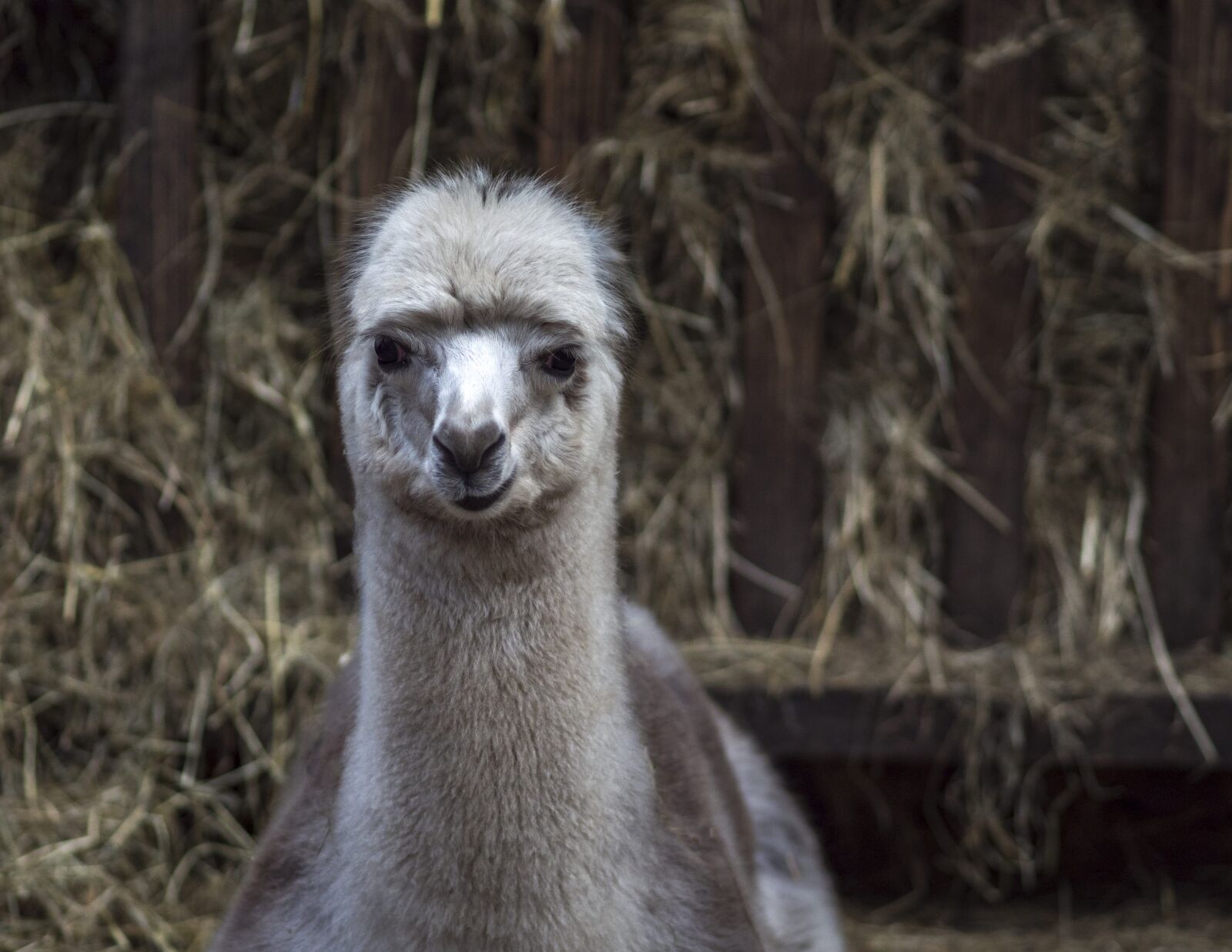 Olympus OM-D E-M1 Mark II sample photo. Lama, lama head, alpaca photography