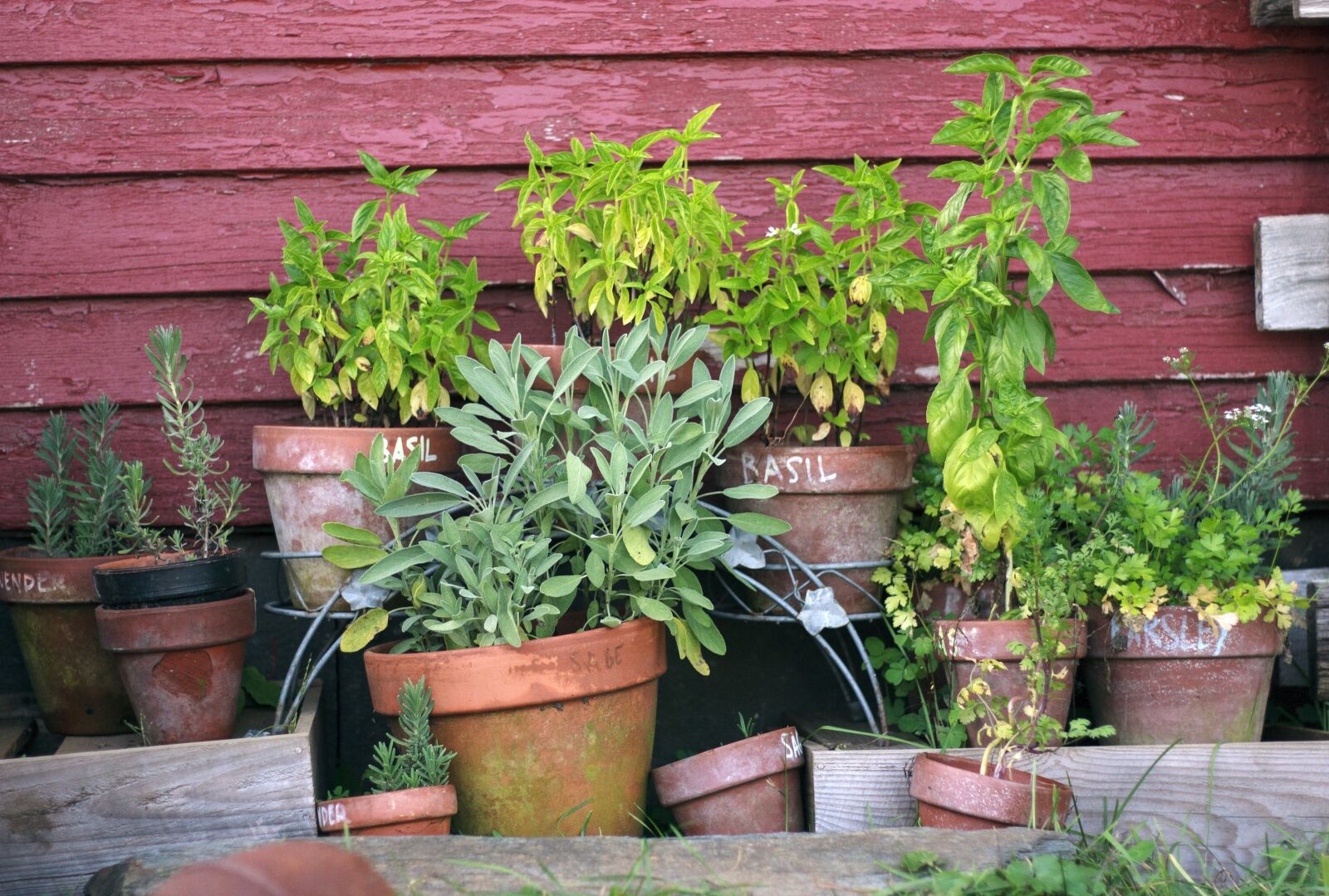Canon EOS 450D (EOS Rebel XSi / EOS Kiss X2) + Canon EF 50mm F1.8 II sample photo. Herb garden, pots, garden photography