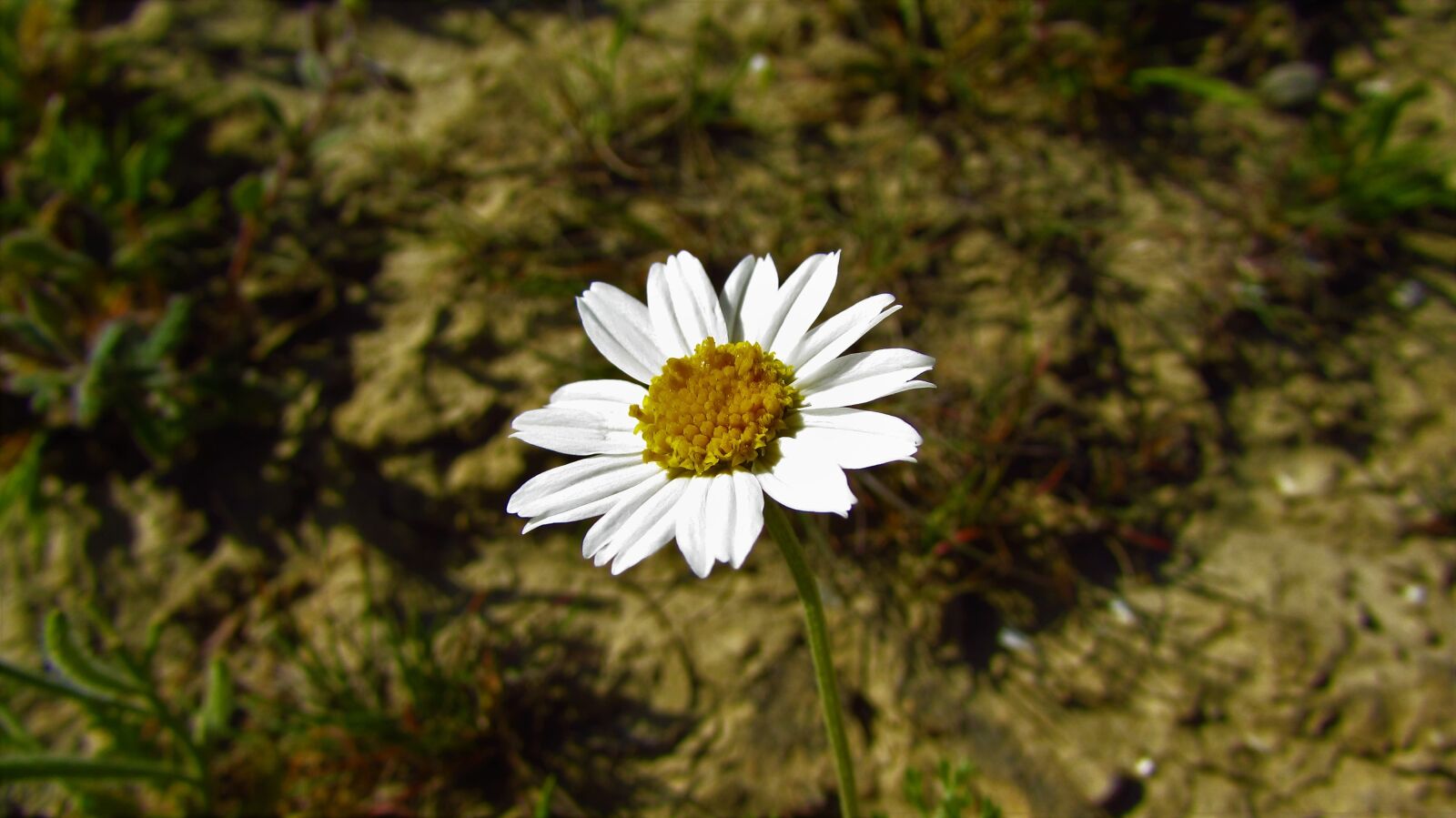 Canon PowerShot SX510 HS sample photo. Nature, flower, plant photography