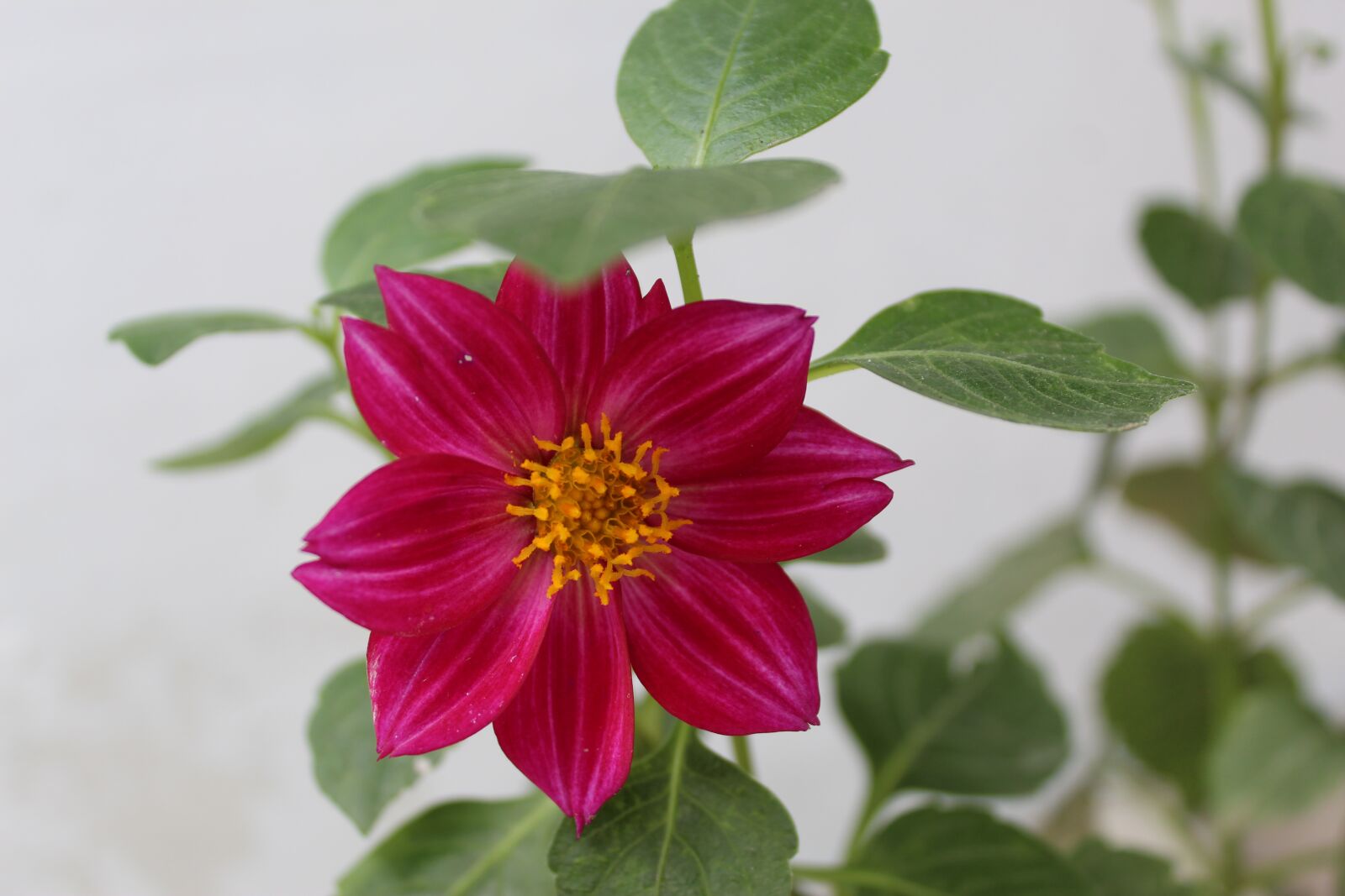 Canon EOS 1300D (EOS Rebel T6 / EOS Kiss X80) sample photo. Dhalia spp dalia, dahlia photography