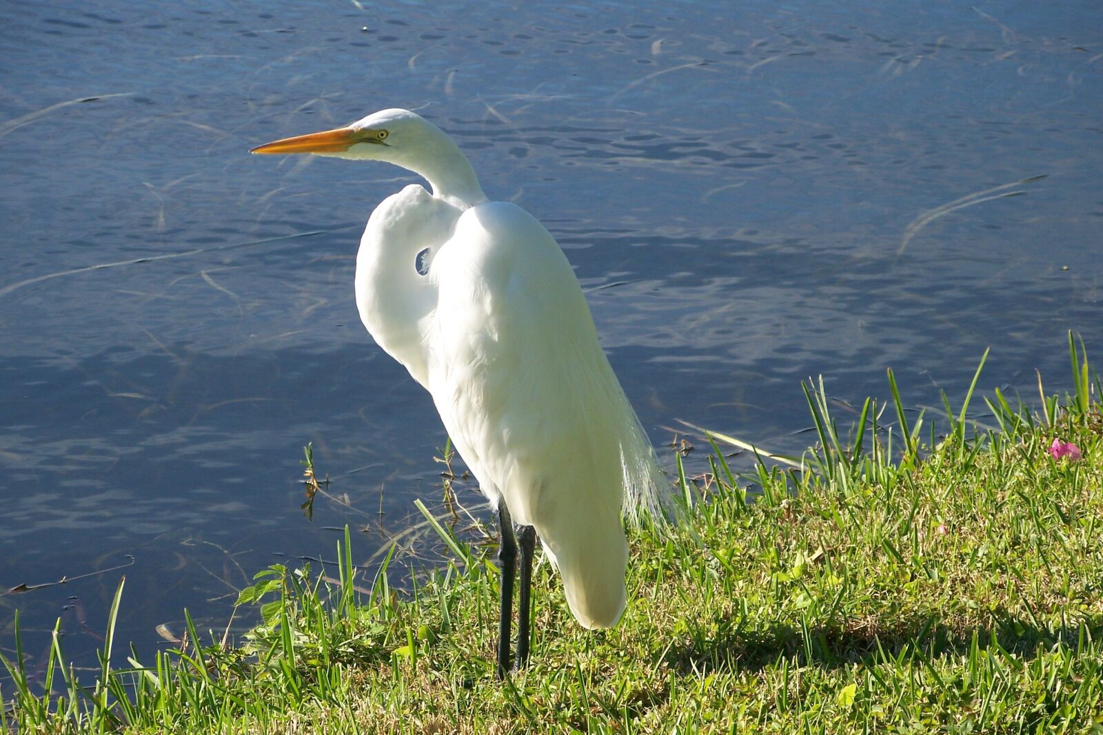 Kodak Z612 ZOOM DIGITAL CAMERA sample photo. Bird, nature, animal photography