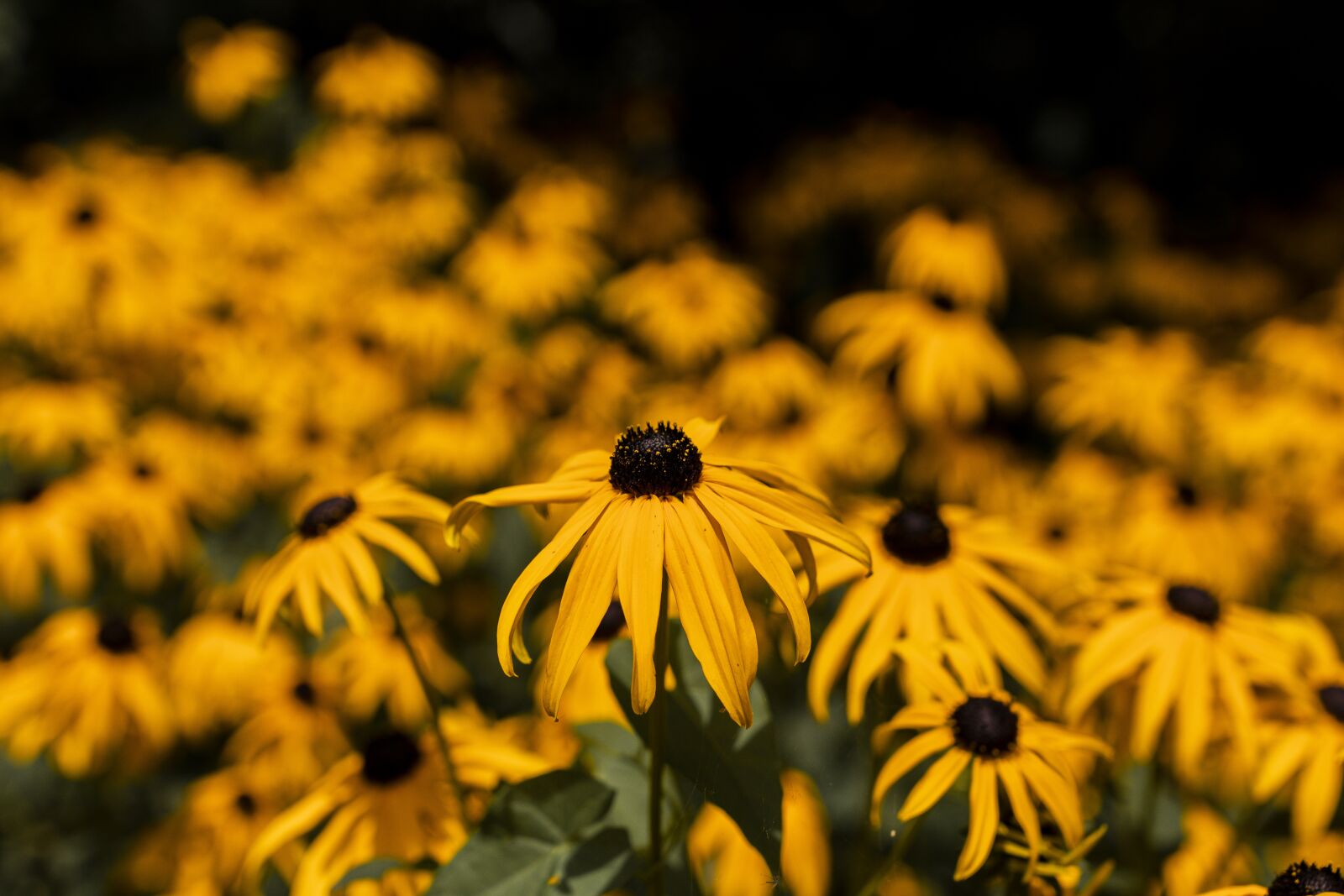 Canon EOS 80D sample photo. Flowers, park, garden photography