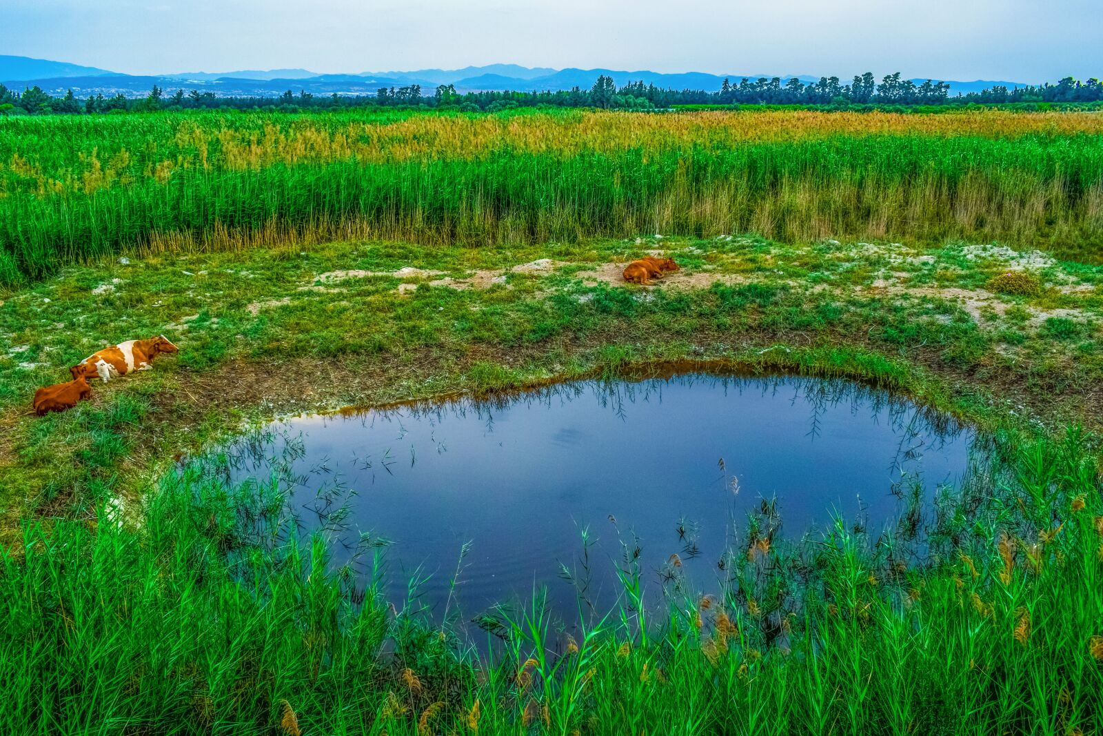 Nikon D3300 sample photo. Swamp, pond, reeds photography