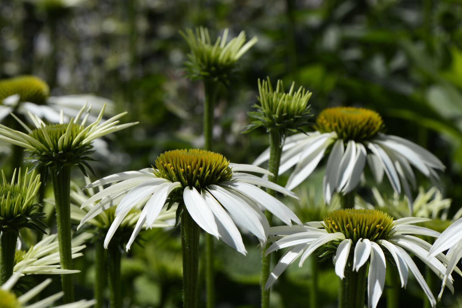 Nikon D610 sample photo. Daisy, plant, flower photography