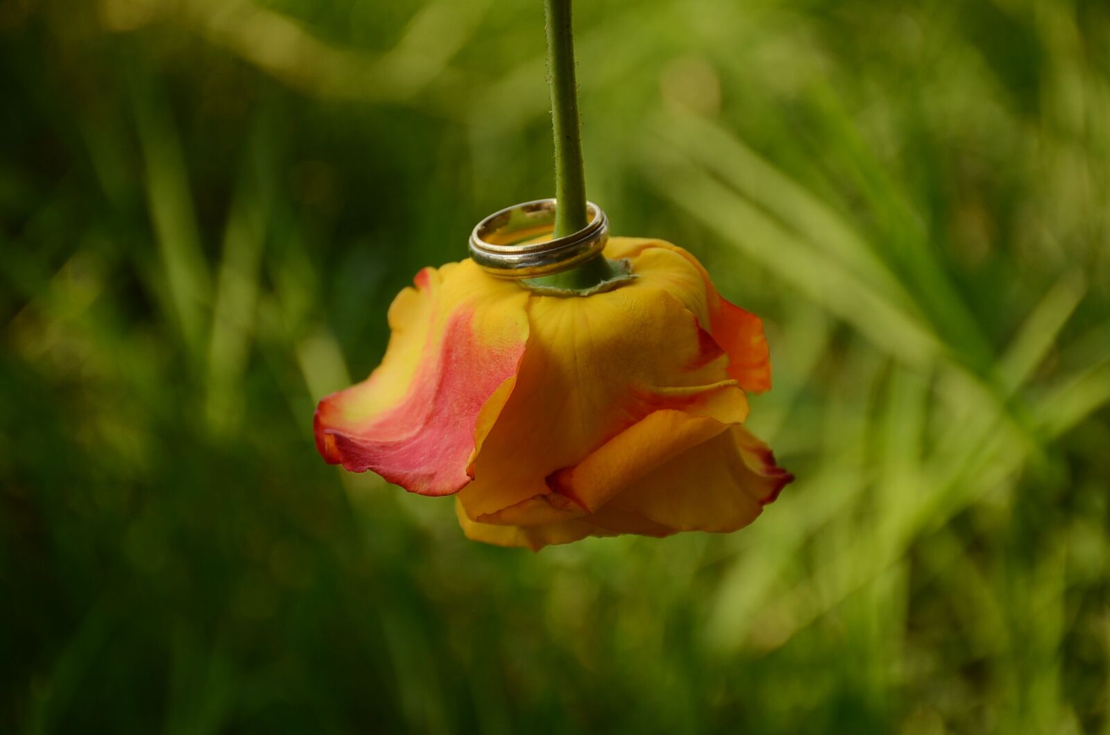 Nikon D7000 sample photo. Wedding, ring, rose photography