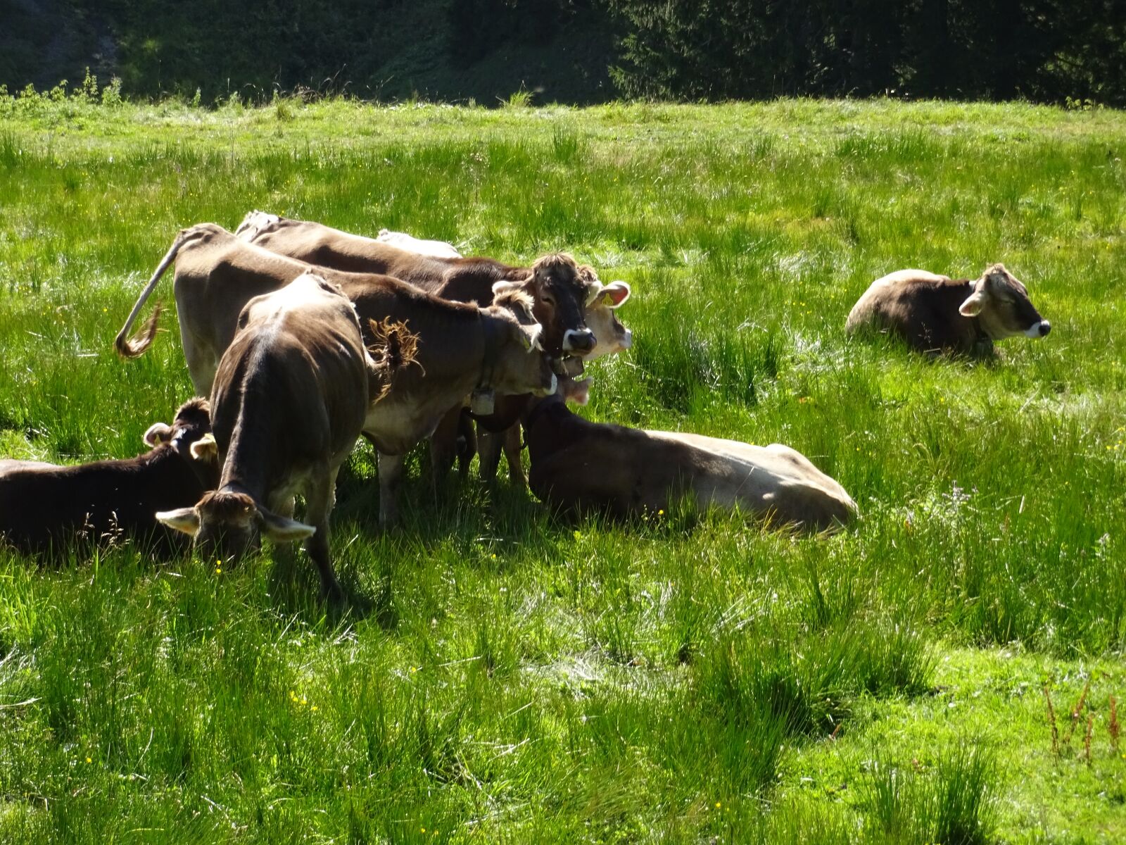Sony Cyber-shot DSC-WX220 sample photo. Cows, green, light photography
