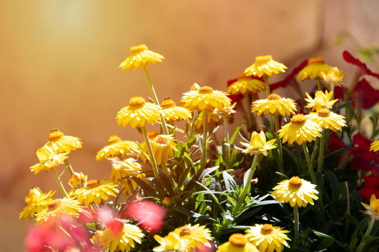 Nikon D500 sample photo. Flowers, yellow, flourishing photography
