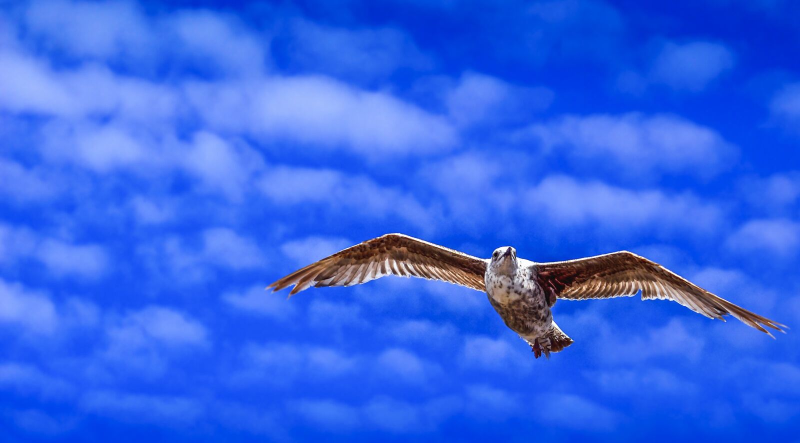 Nikon D60 sample photo. Sky, bird, nature photography