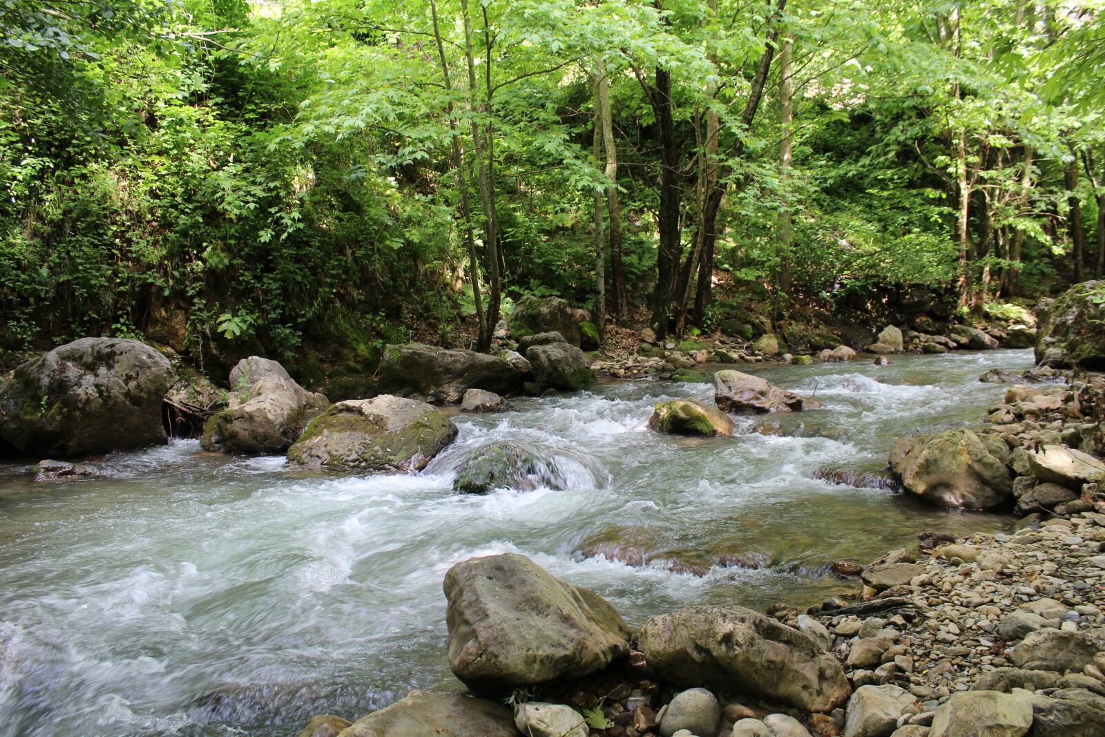 Canon EOS 1200D (EOS Rebel T5 / EOS Kiss X70 / EOS Hi) sample photo. Water, forest, nature photography
