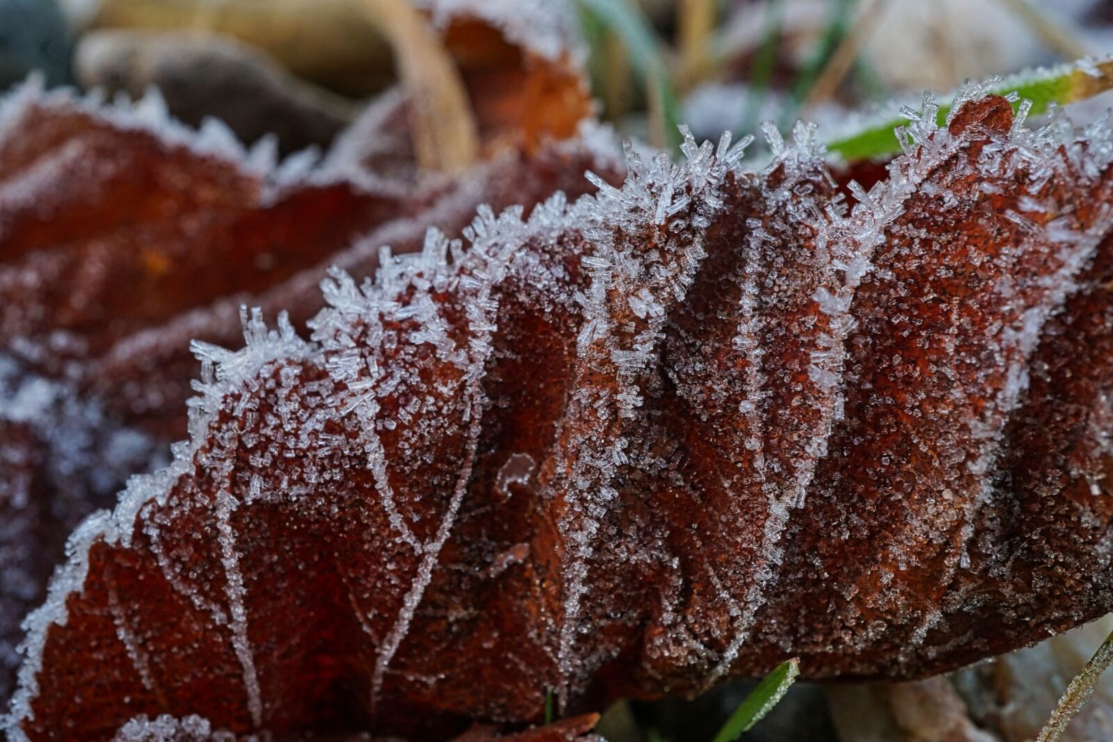 Sony a5100 + Sony E 30mm F3.5 Macro sample photo. Frost, morning, winter photography