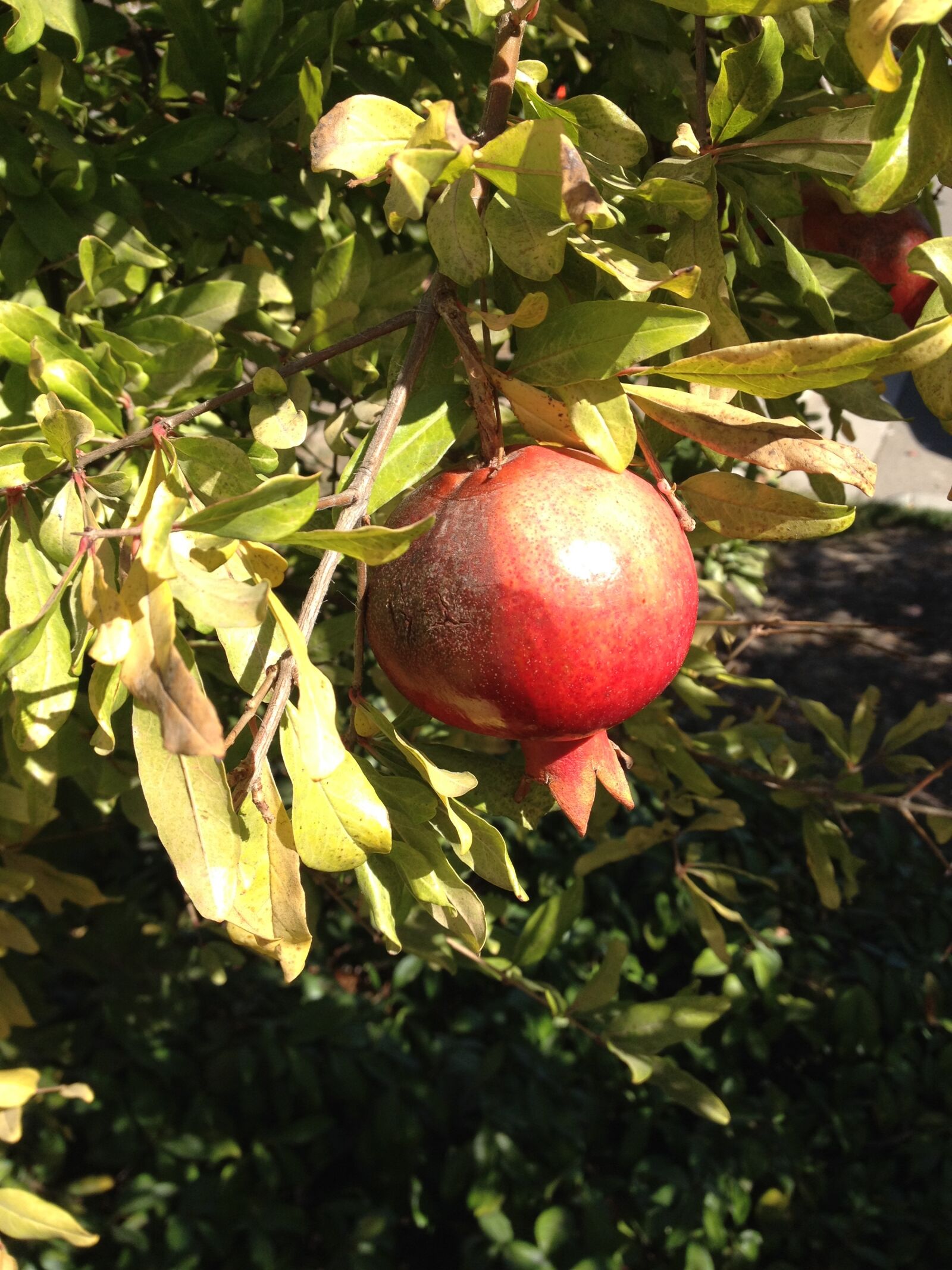 Apple iPhone 4S sample photo. Pomegranate photography