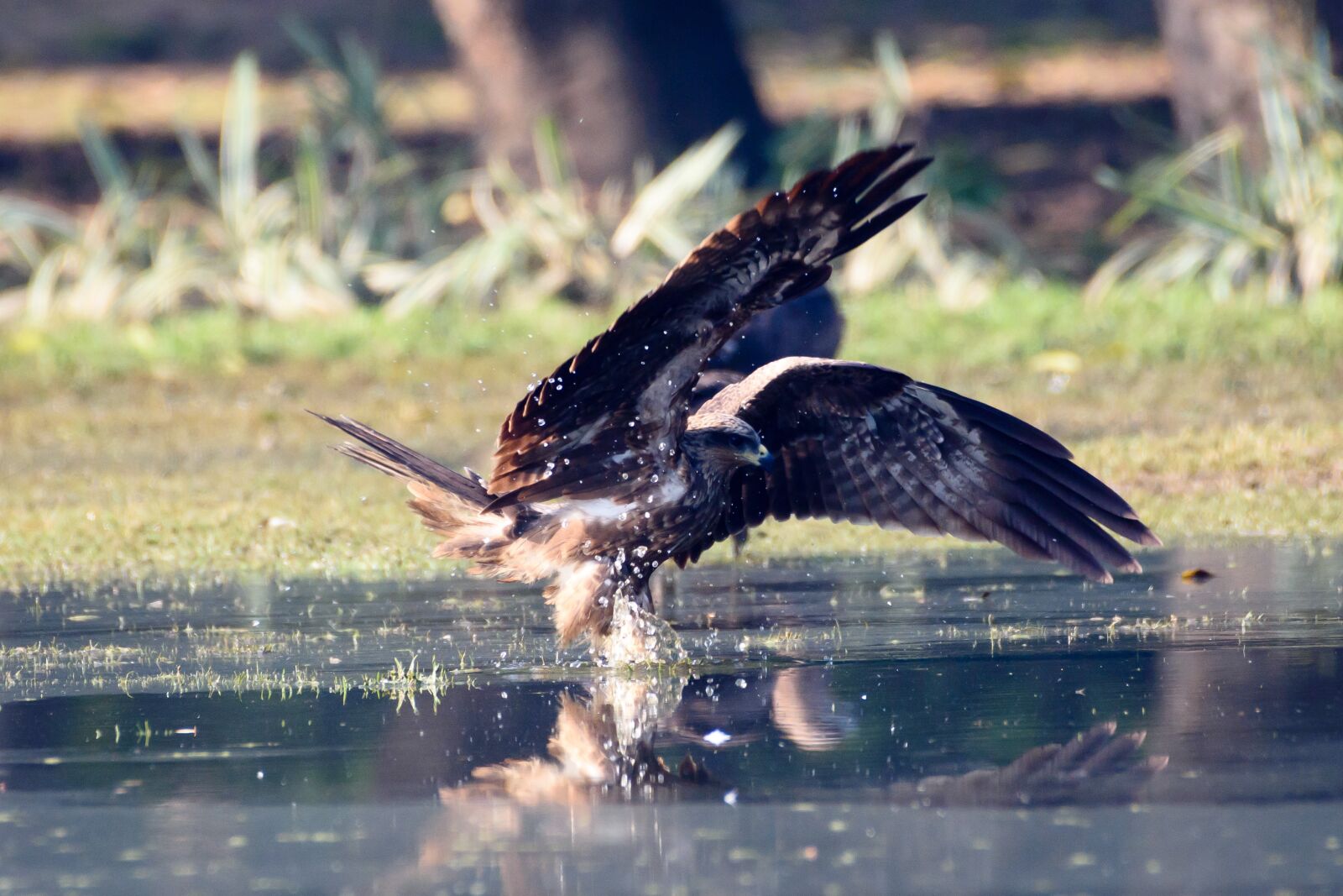Nikon D7200 sample photo. Bird, nature, nikon photography
