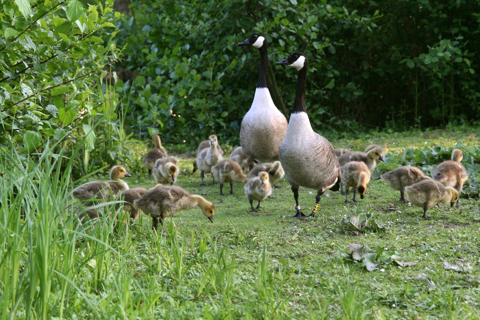 Canon EOS 400D (EOS Digital Rebel XTi / EOS Kiss Digital X) sample photo. Geese, canada geese, chicks photography